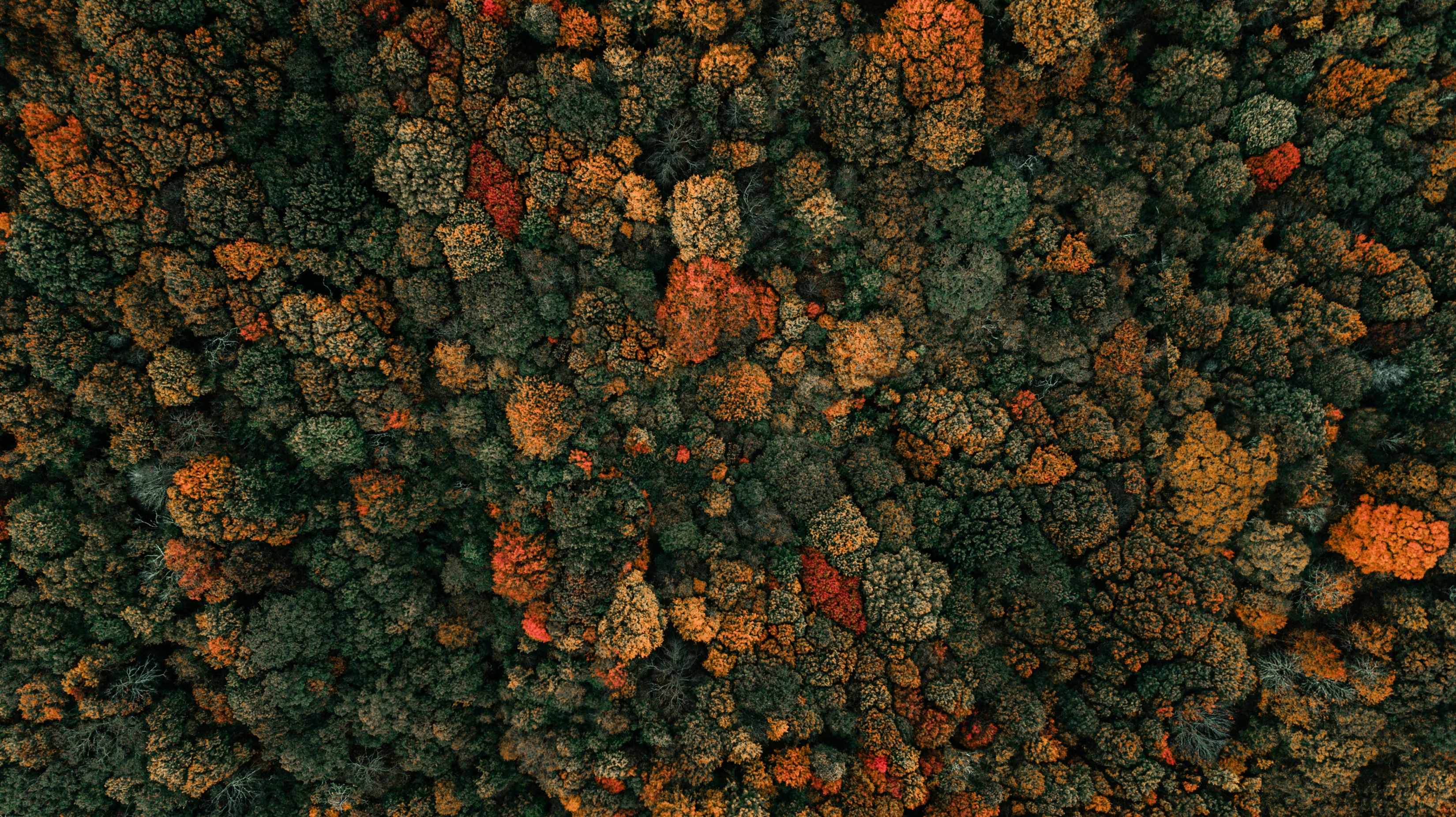 Autumn Fall From Above