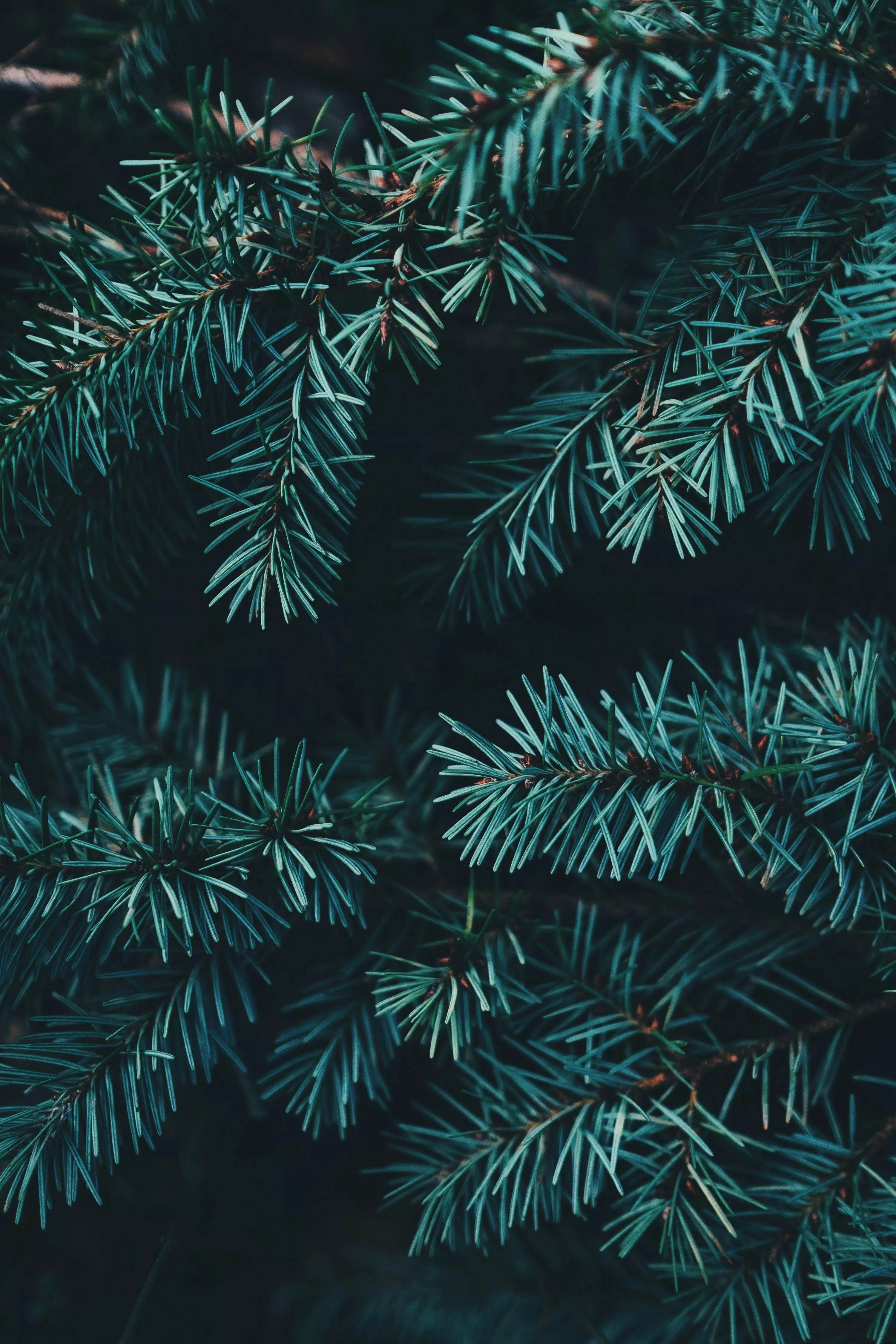Christmas Wallpaper: Free HD Download