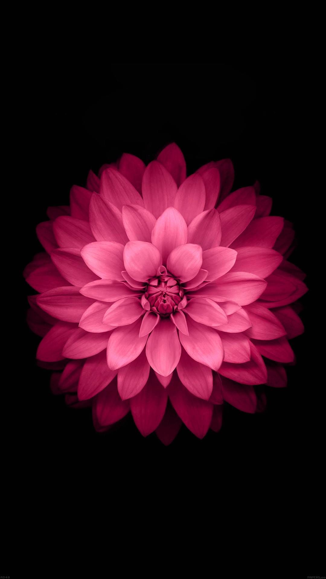 Black Pink Wallpaper on Amazon
