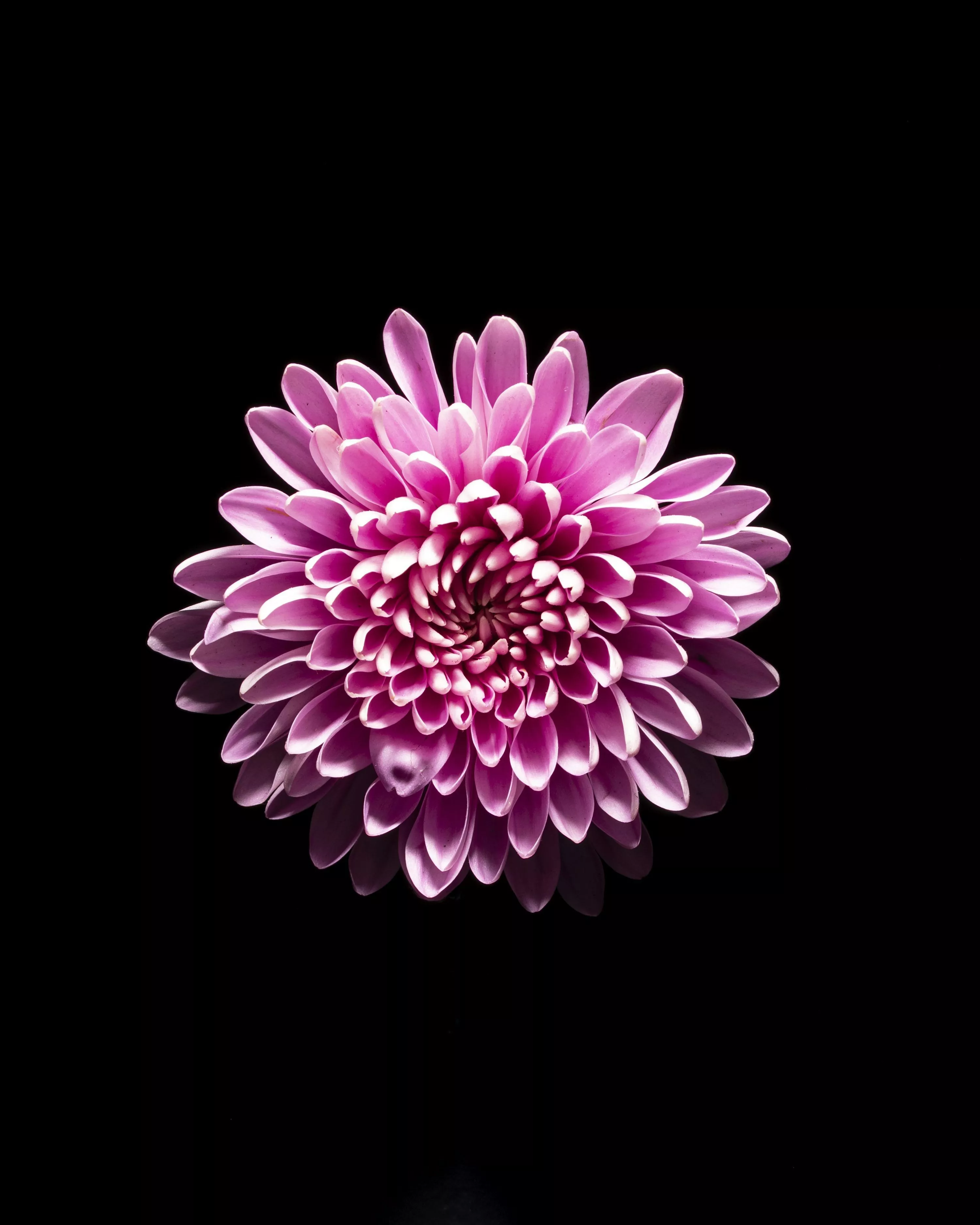 large pink flower on a black background