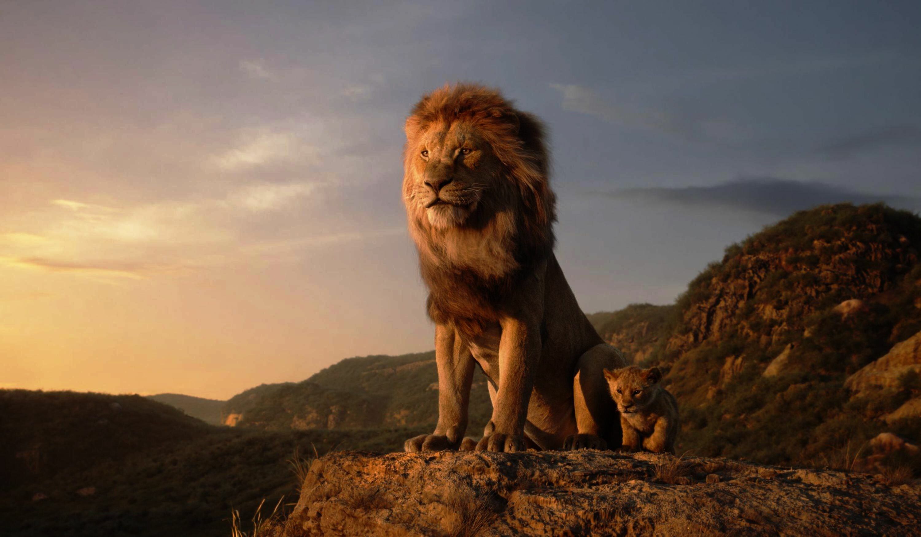 Lion Wallpaper