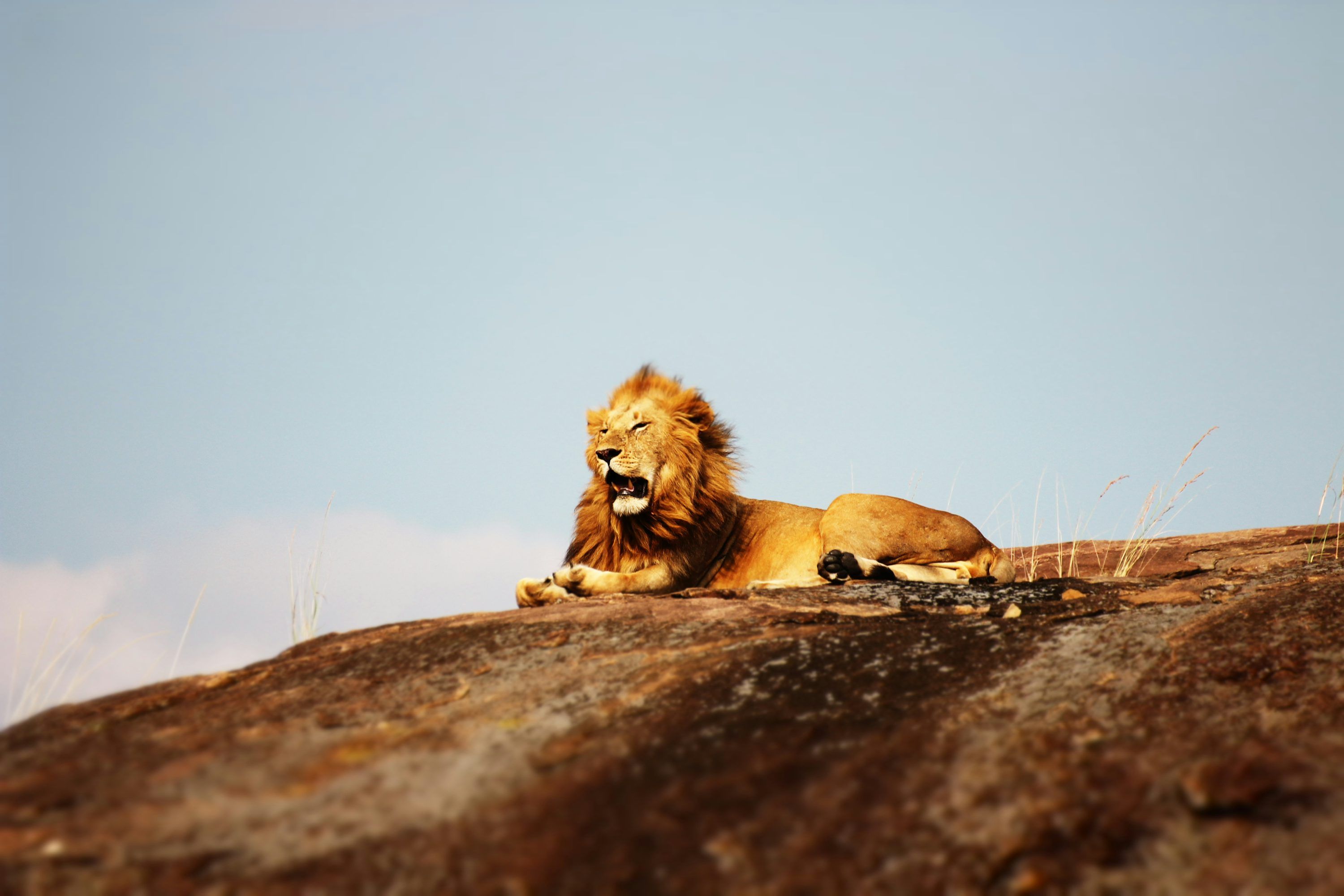 Lion Wallpaper: Free HD Download