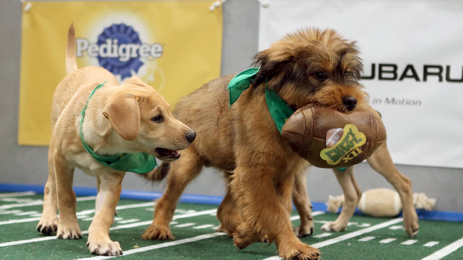Puppy Bowl: A Behind The Scenes Look At