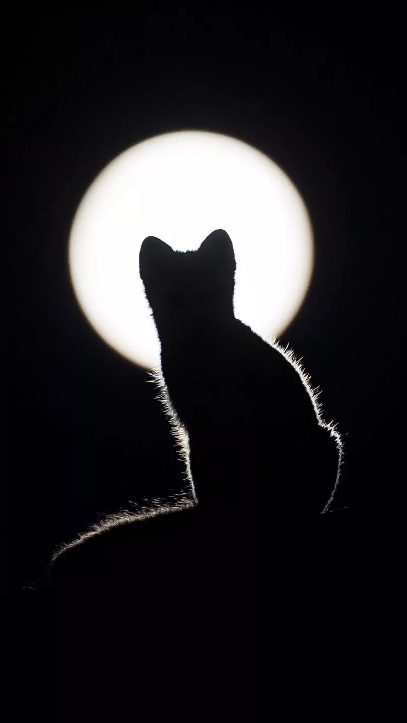 Cat Silhouette Wallpapers Wallpaper Cave