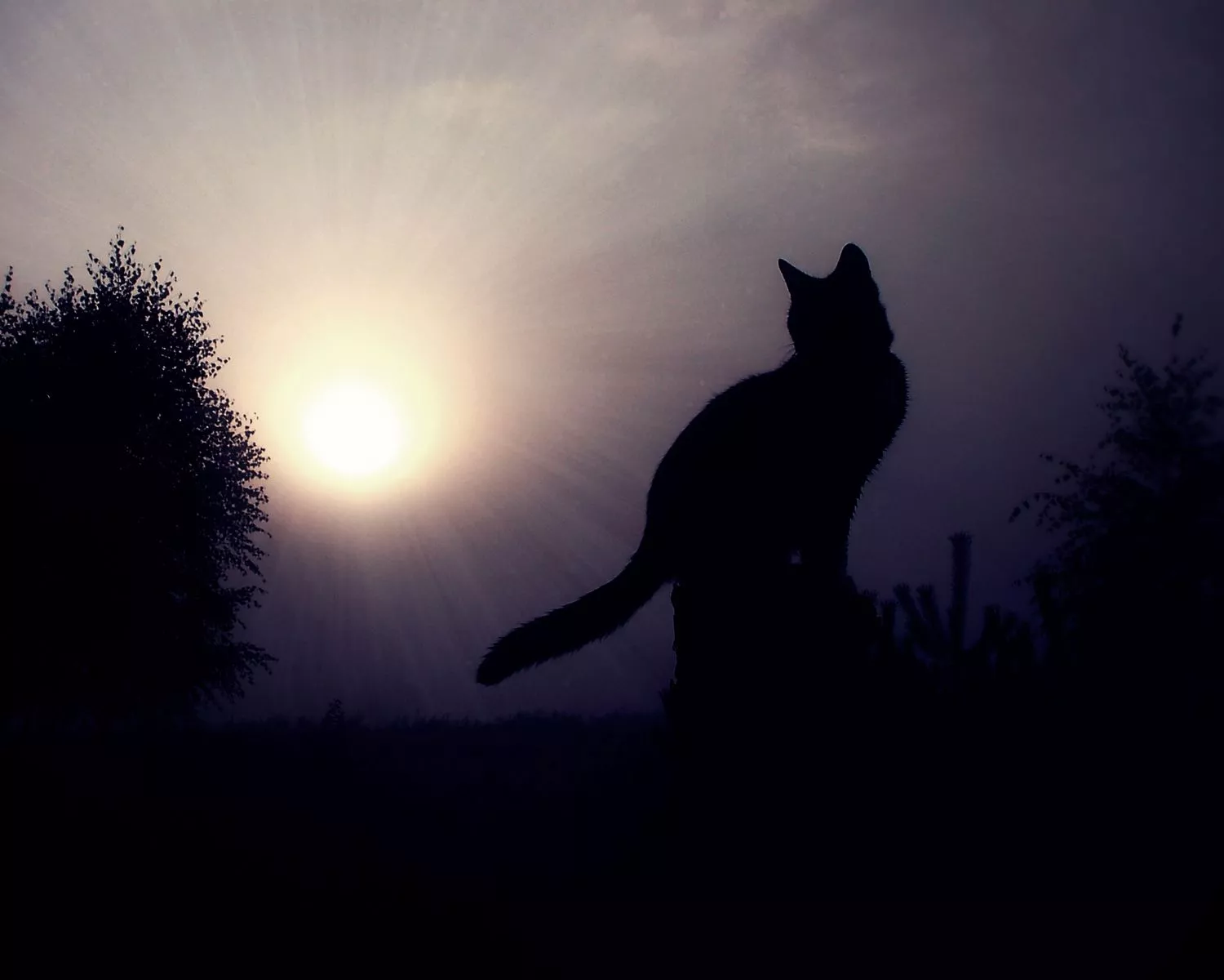 Desktop Wallpaper Cats Silhouette Animals