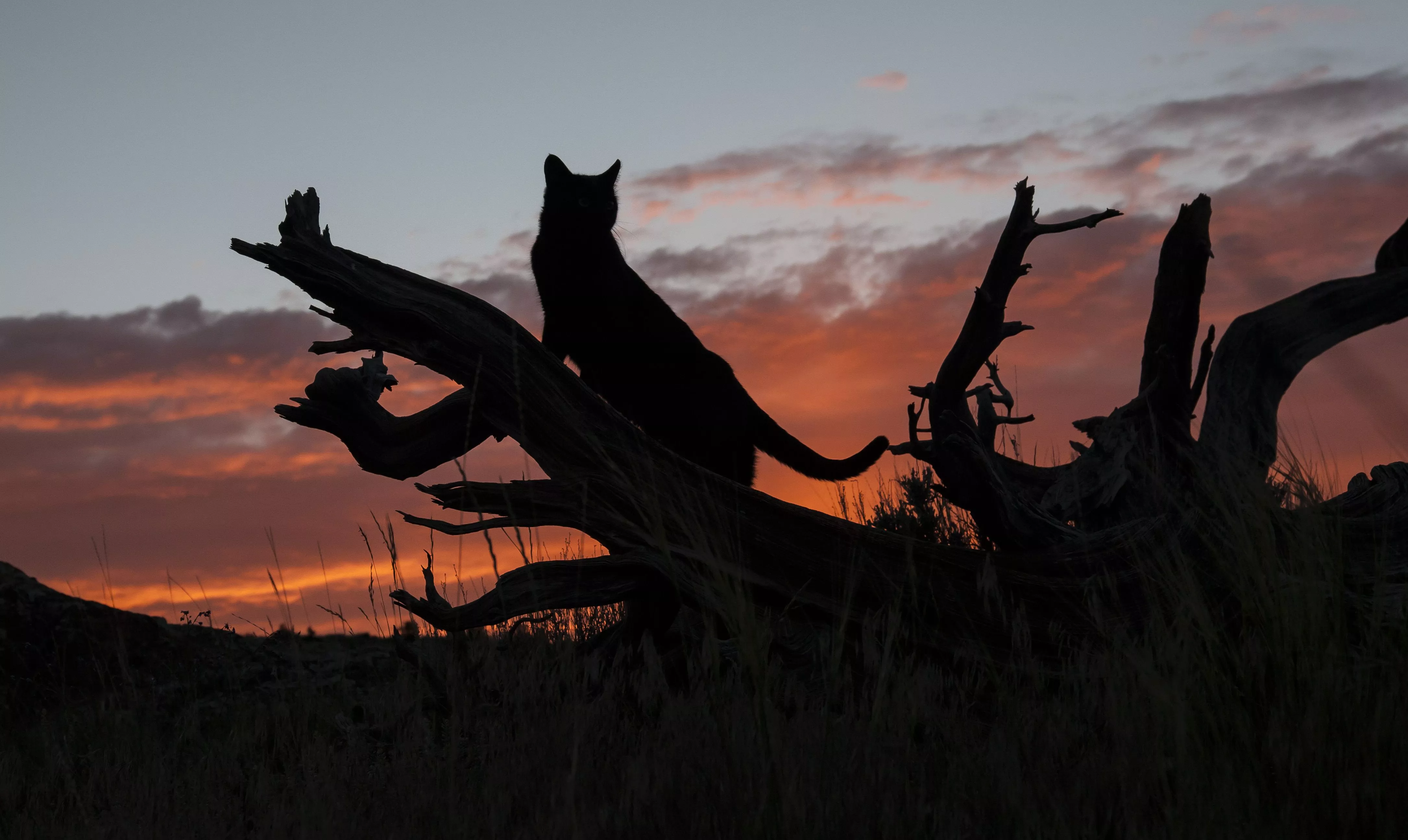 Sunset Silhouette: Cat on a Dead Tree