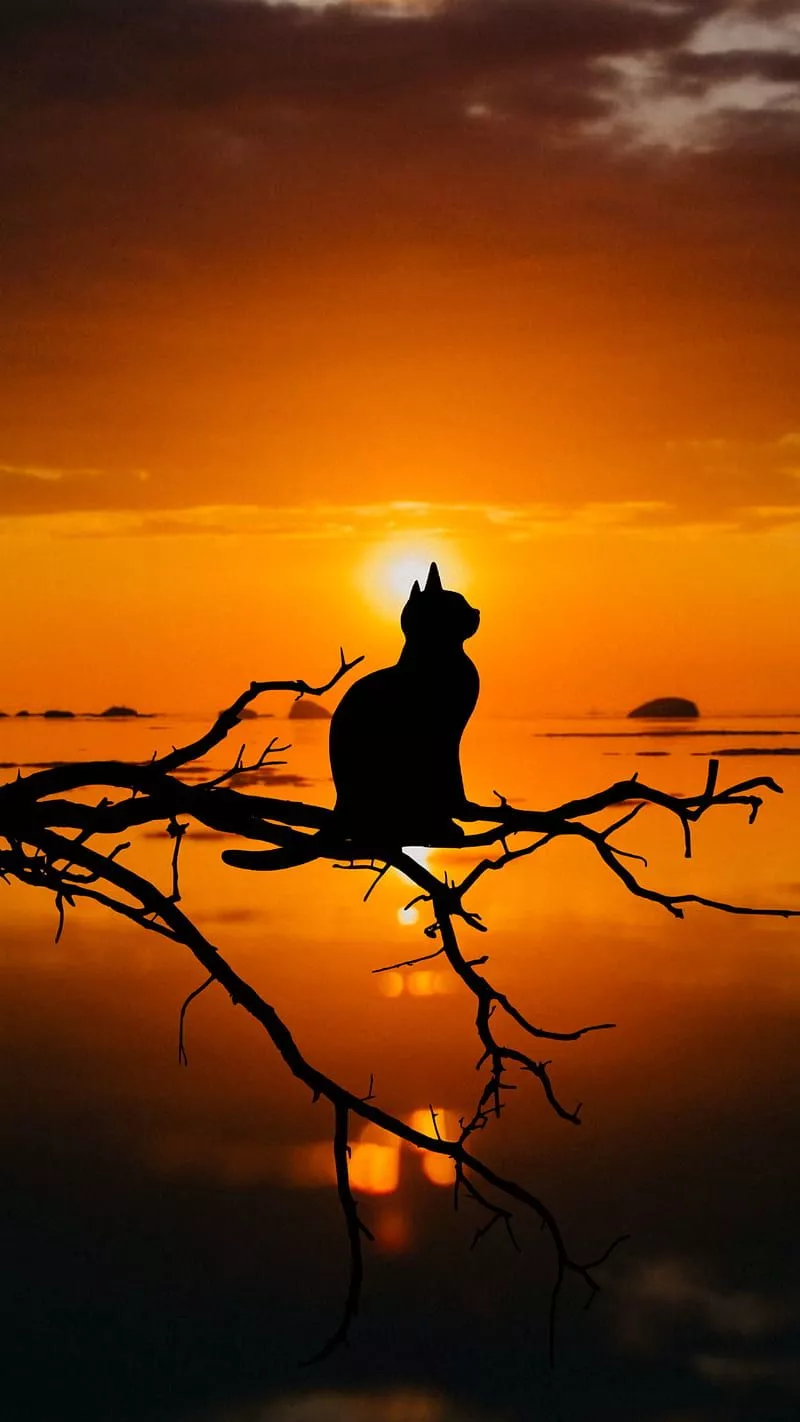 Cat Silhouette Wallpapers Wallpaper Cave