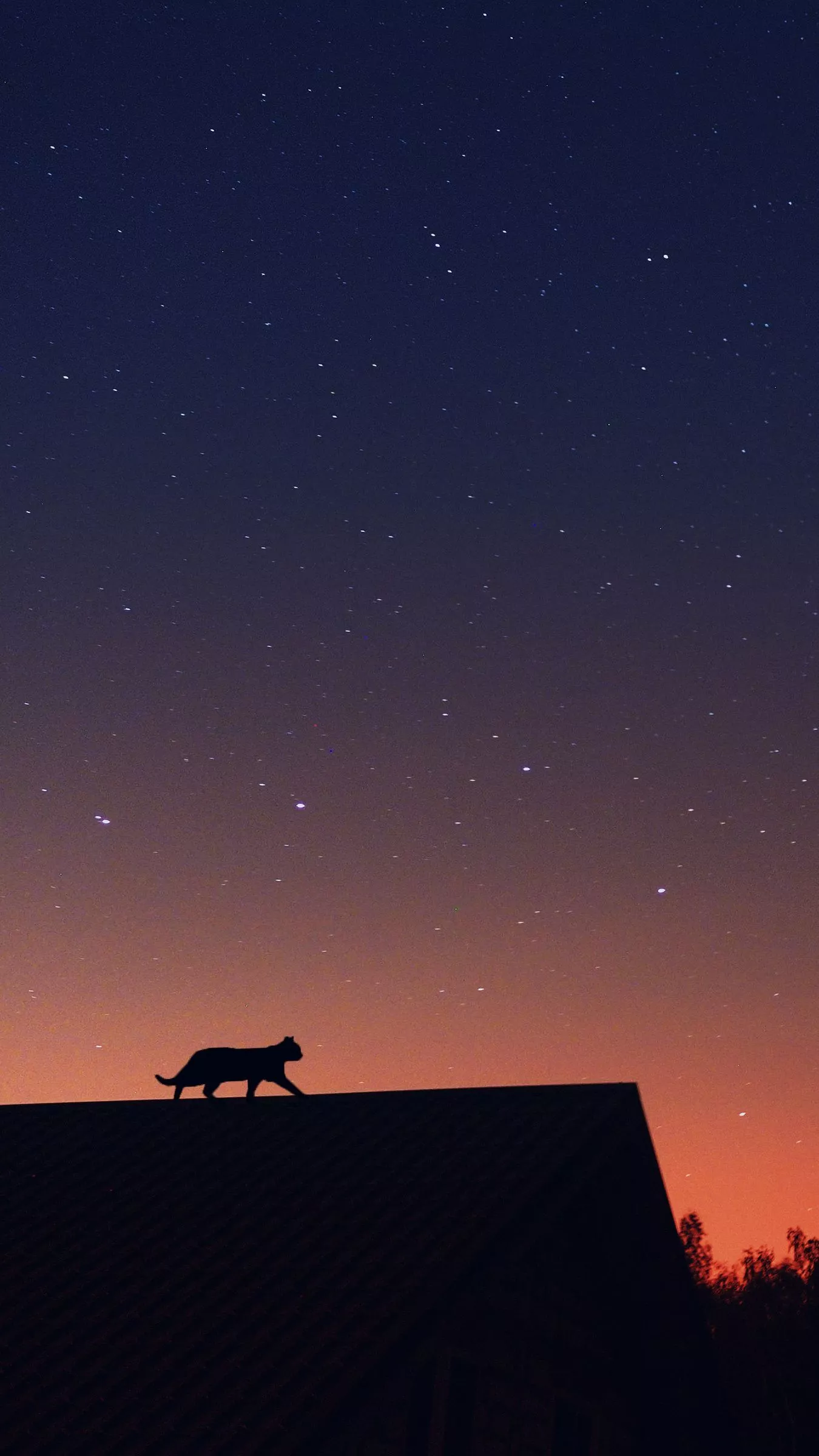 Download wallpaper 1350x2400 cat