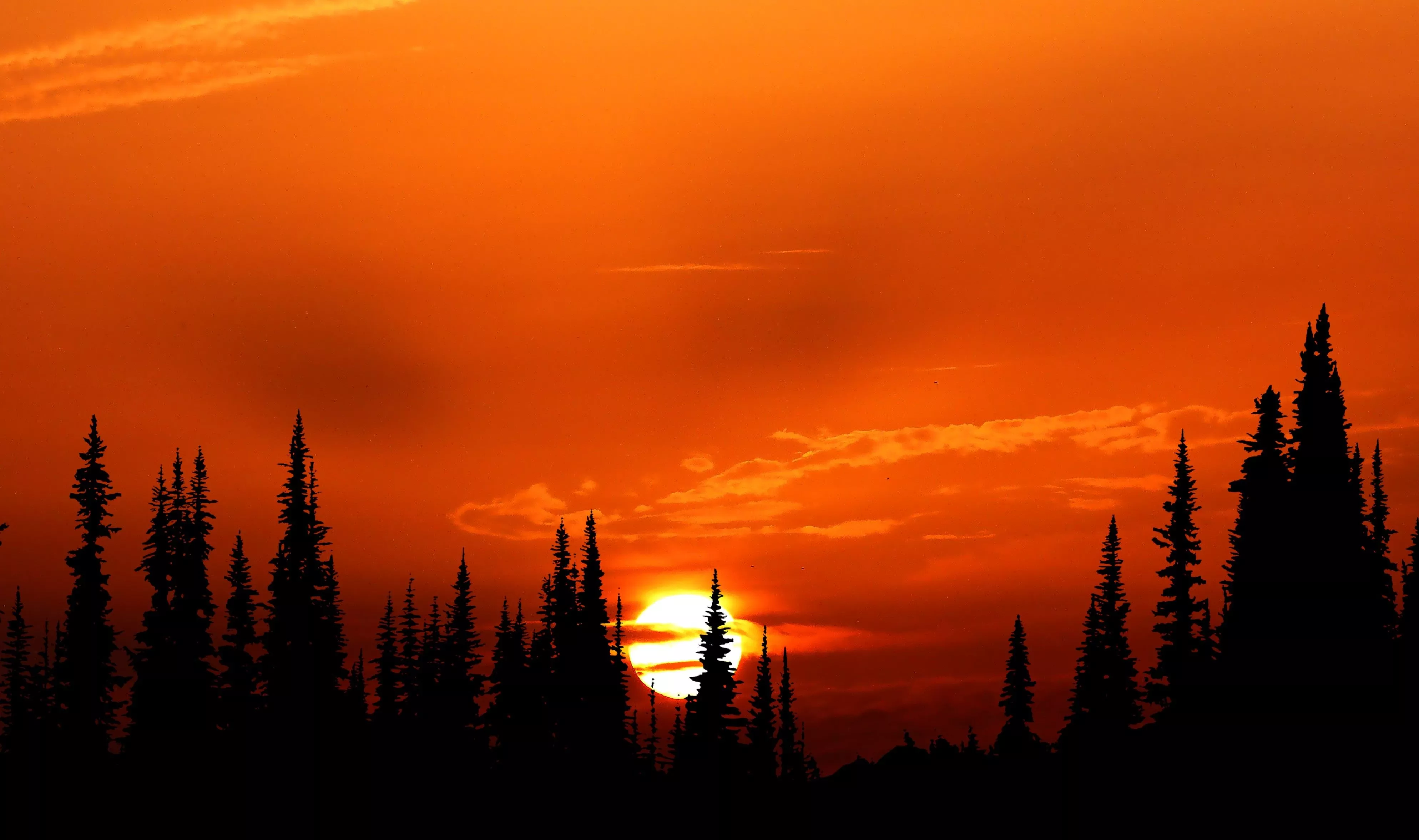 Download Silhouette Nature Sunset 4k