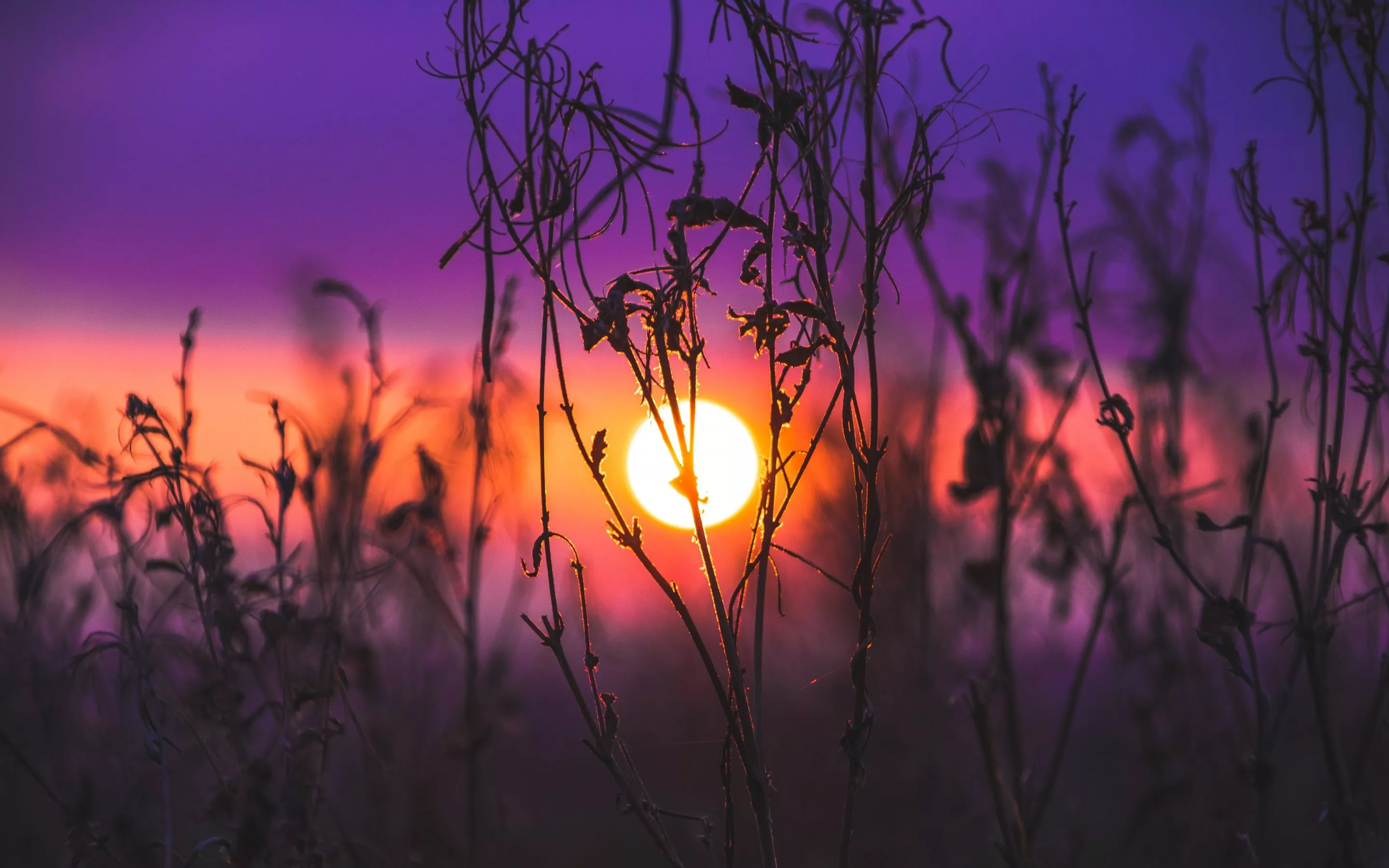 Sunrise Wallpaper 4K, Silhouette