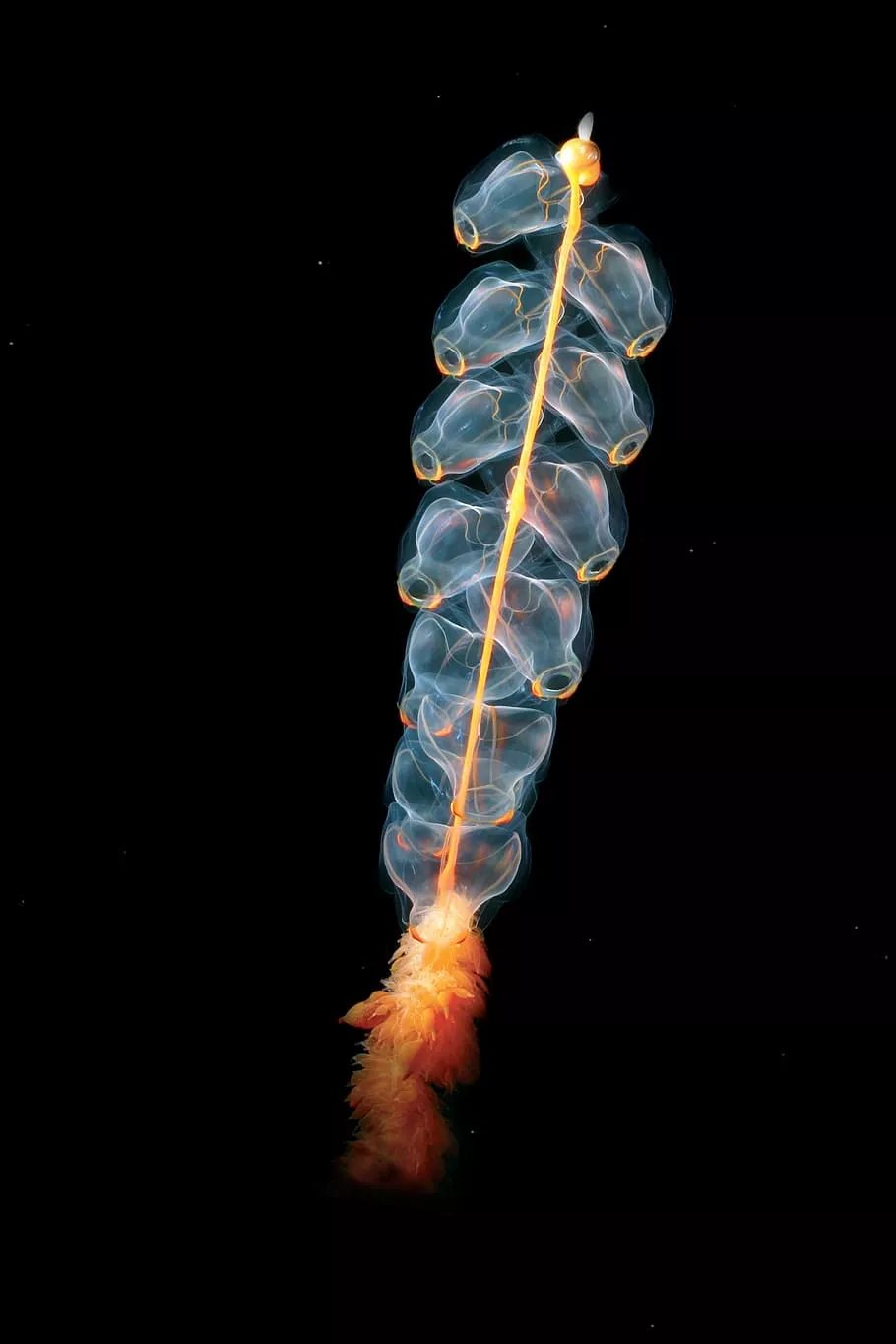 Siphonophores 1080P, 2K, 4K, 5K HD