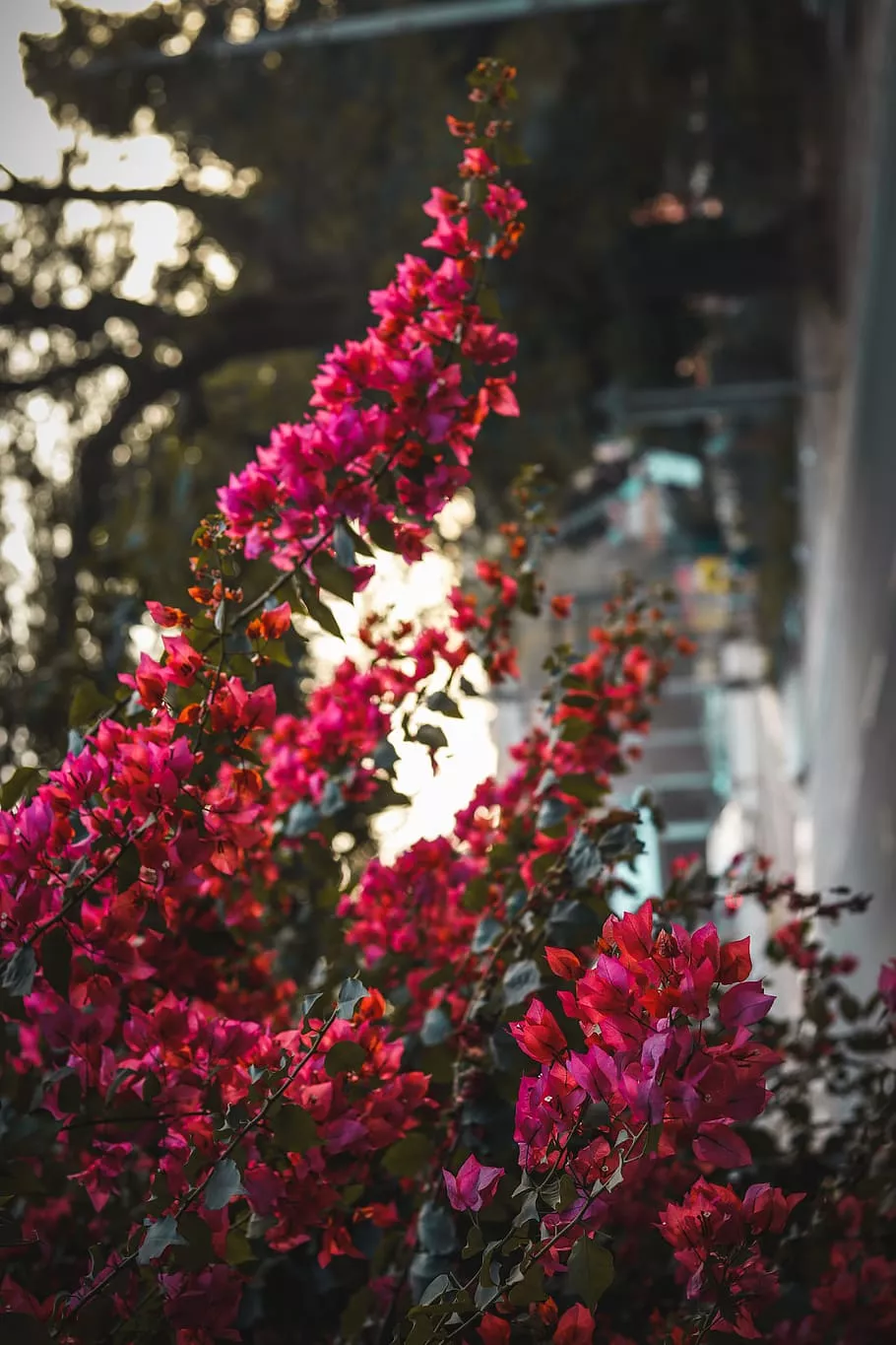HD wallpaper: red, pink, flowers