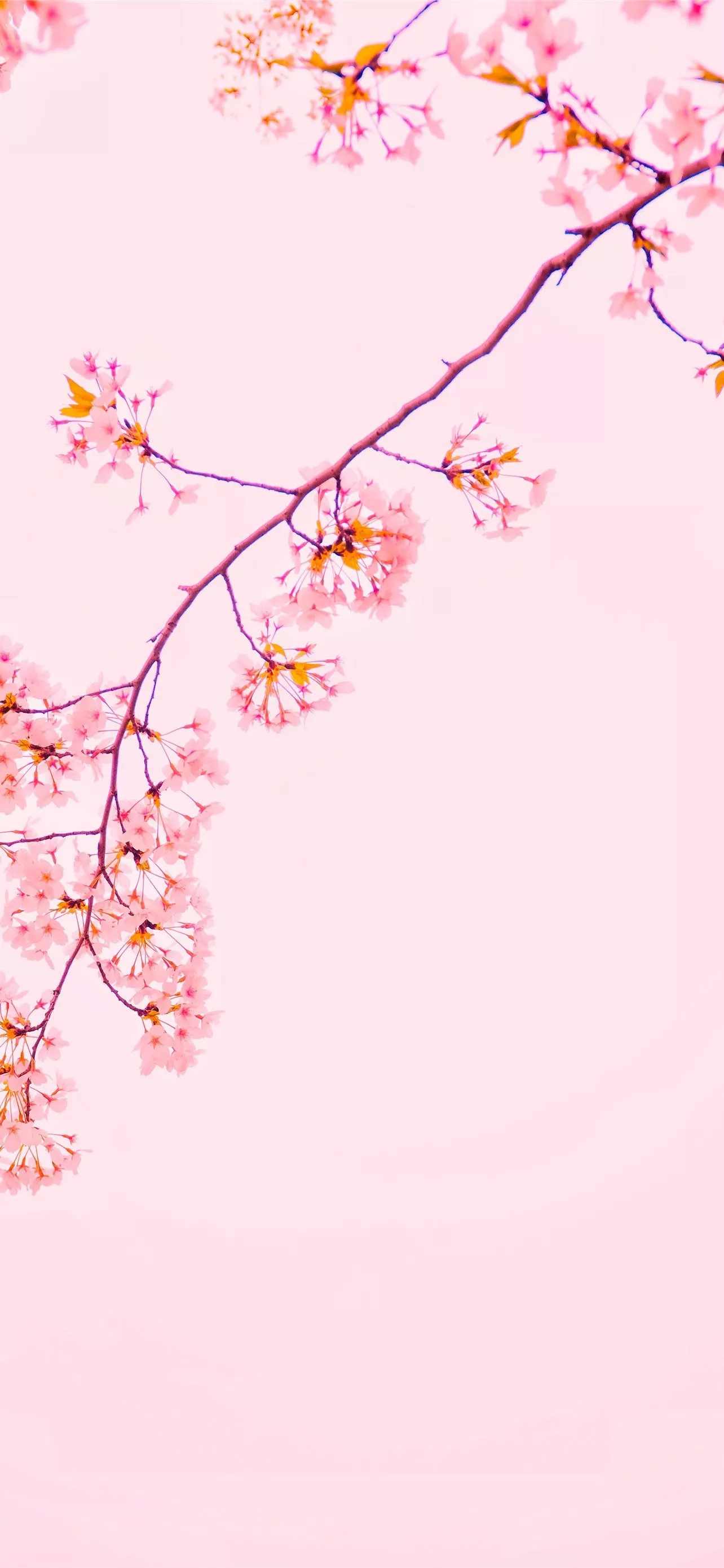 pink sakura tree iPhone 12 Wallpaper