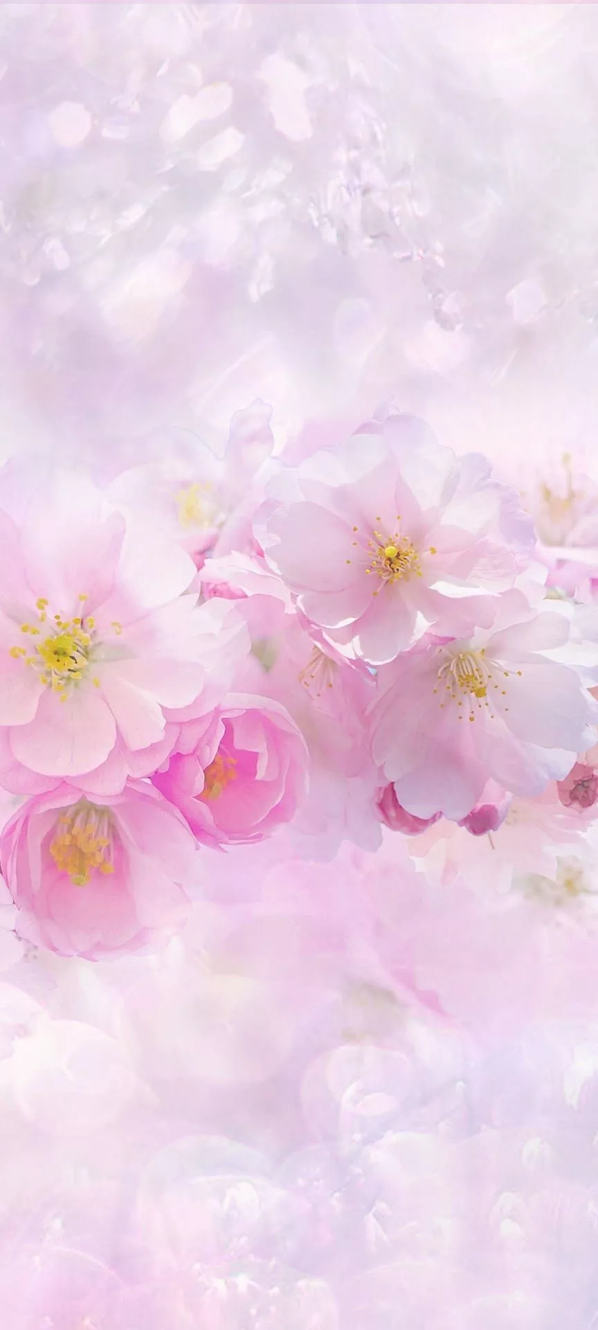 White Sakura Flowers Wallpaper