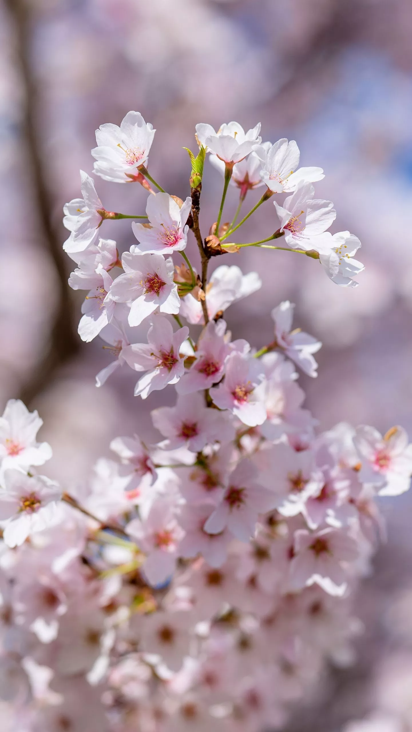 Light Pink Sakura Flowers Petals Spring