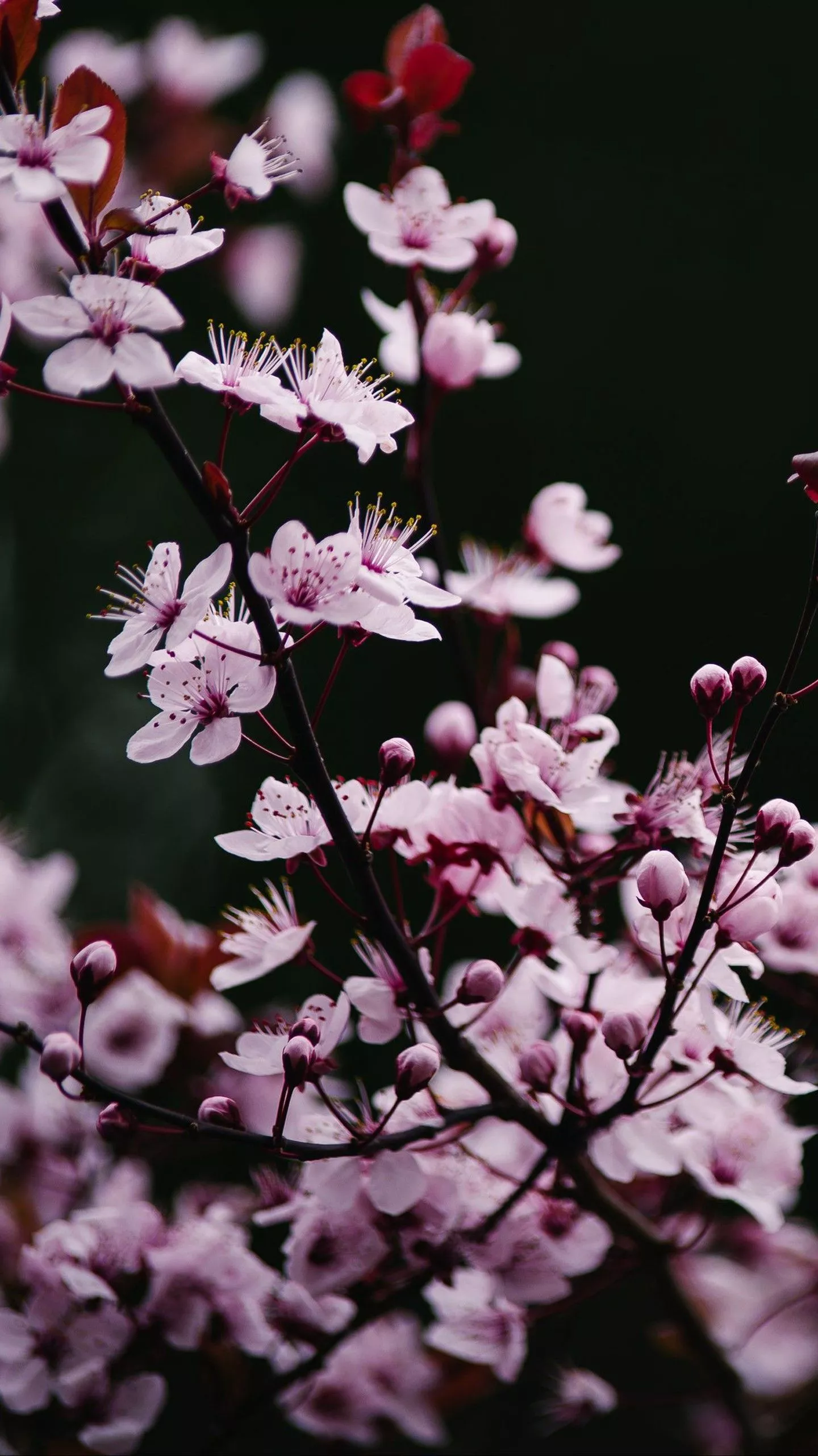 Pink Sakura Flowers Petals Buds Tree
