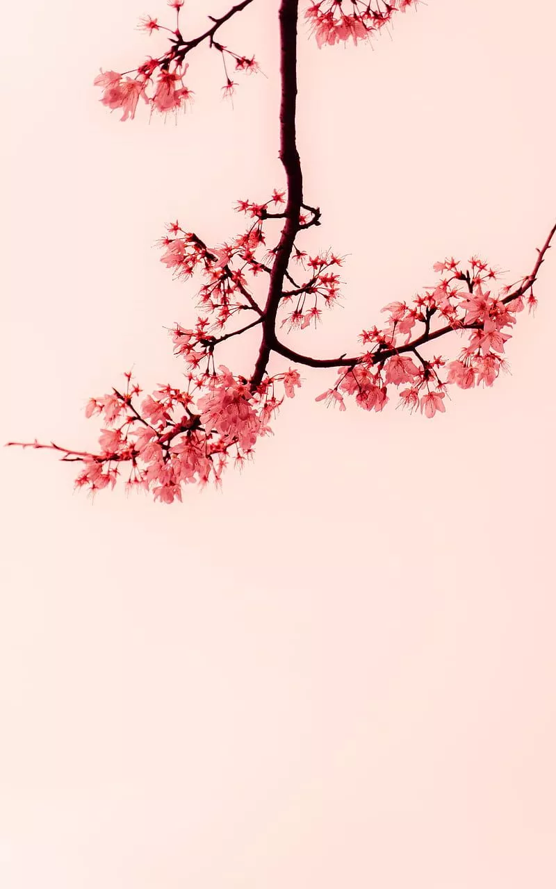 Sakura petals, branches, pink