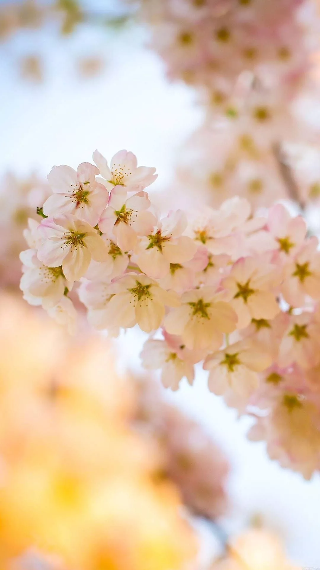 Download Pink Cherry Blossom Flower