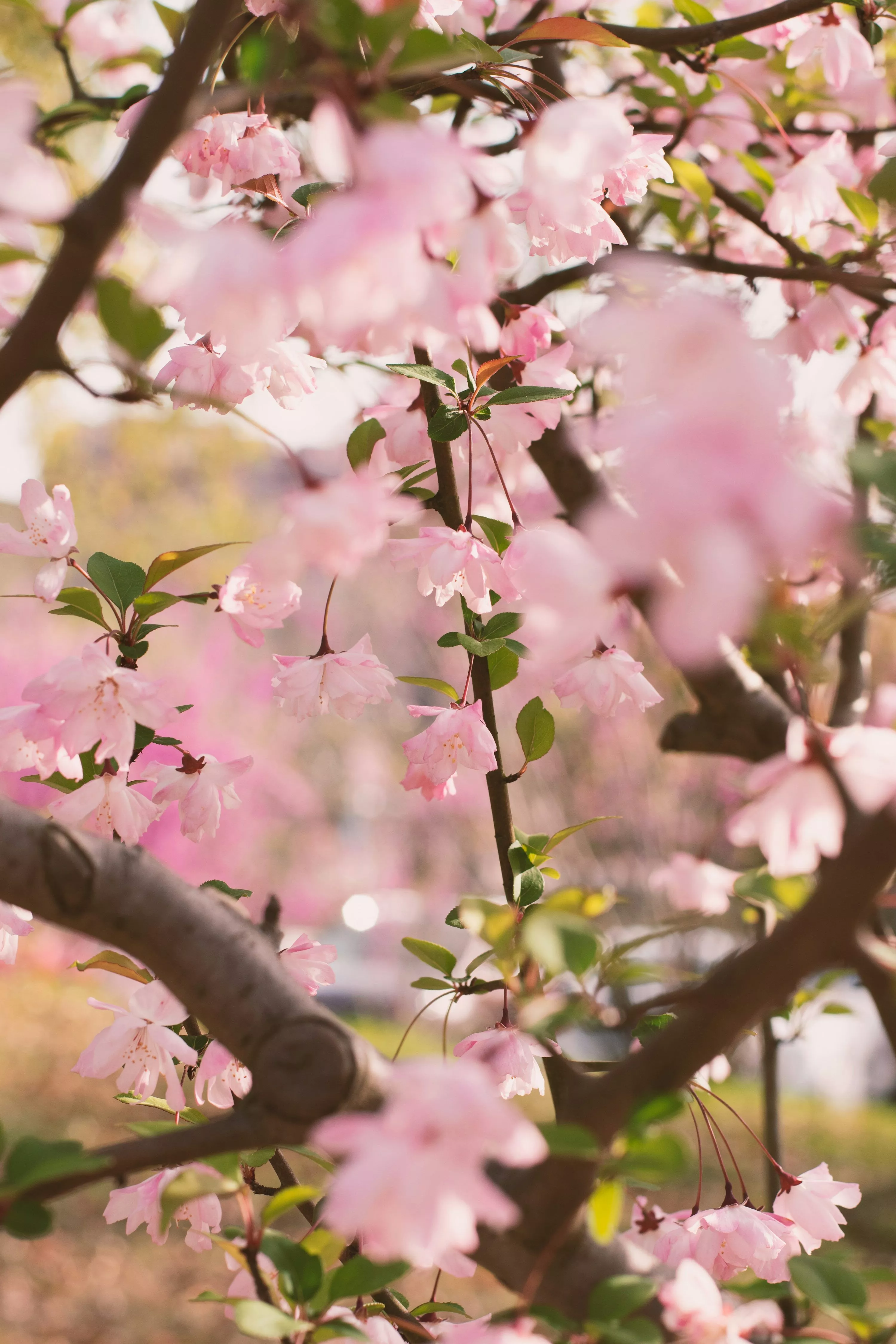 Cherry Blossom Wallpaper: Free HD