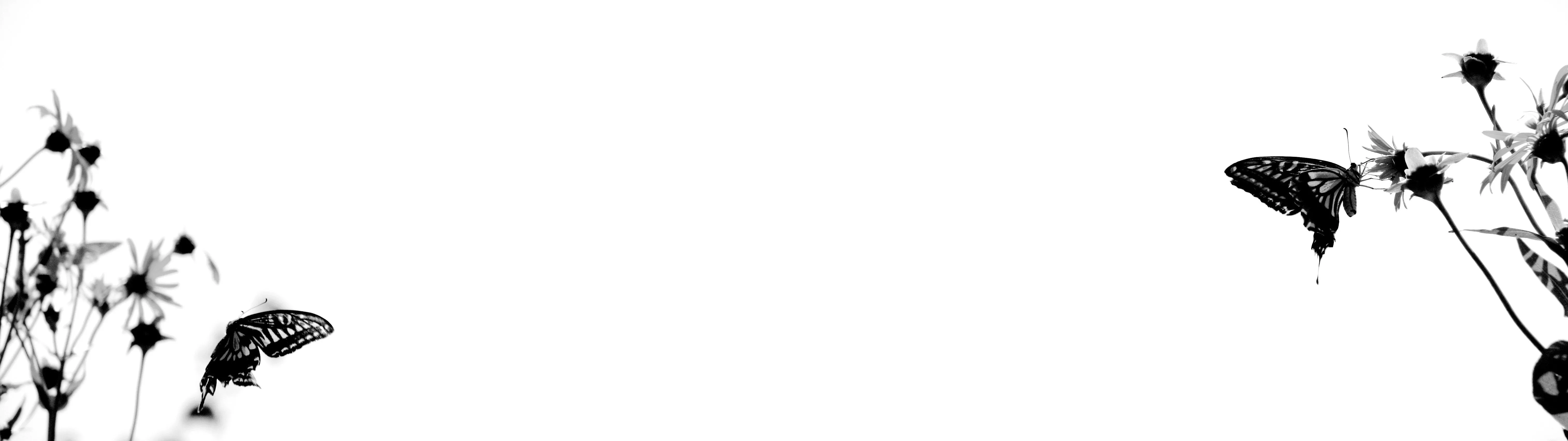 Butterfly Dual Screen Wallpaper