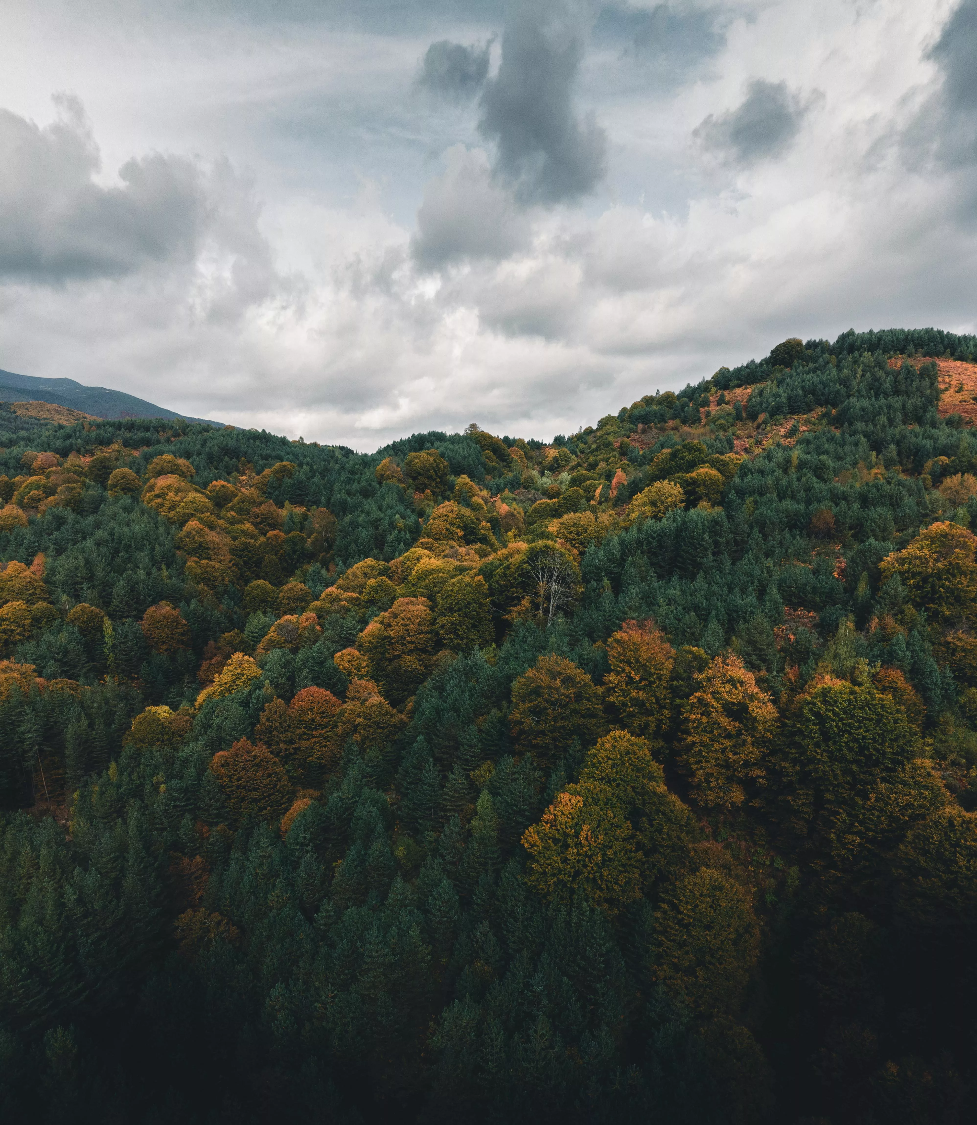 Drone vertical panorama of beautiful autumn trees and moody cloudy sky. · Free