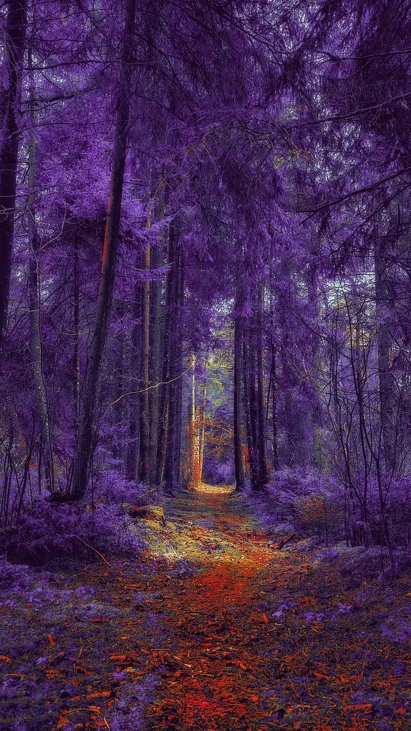 1206x2622px, 2K free download. Purple forest, forest, autumn, path, trees, purple, fall, HD phone wallpaper