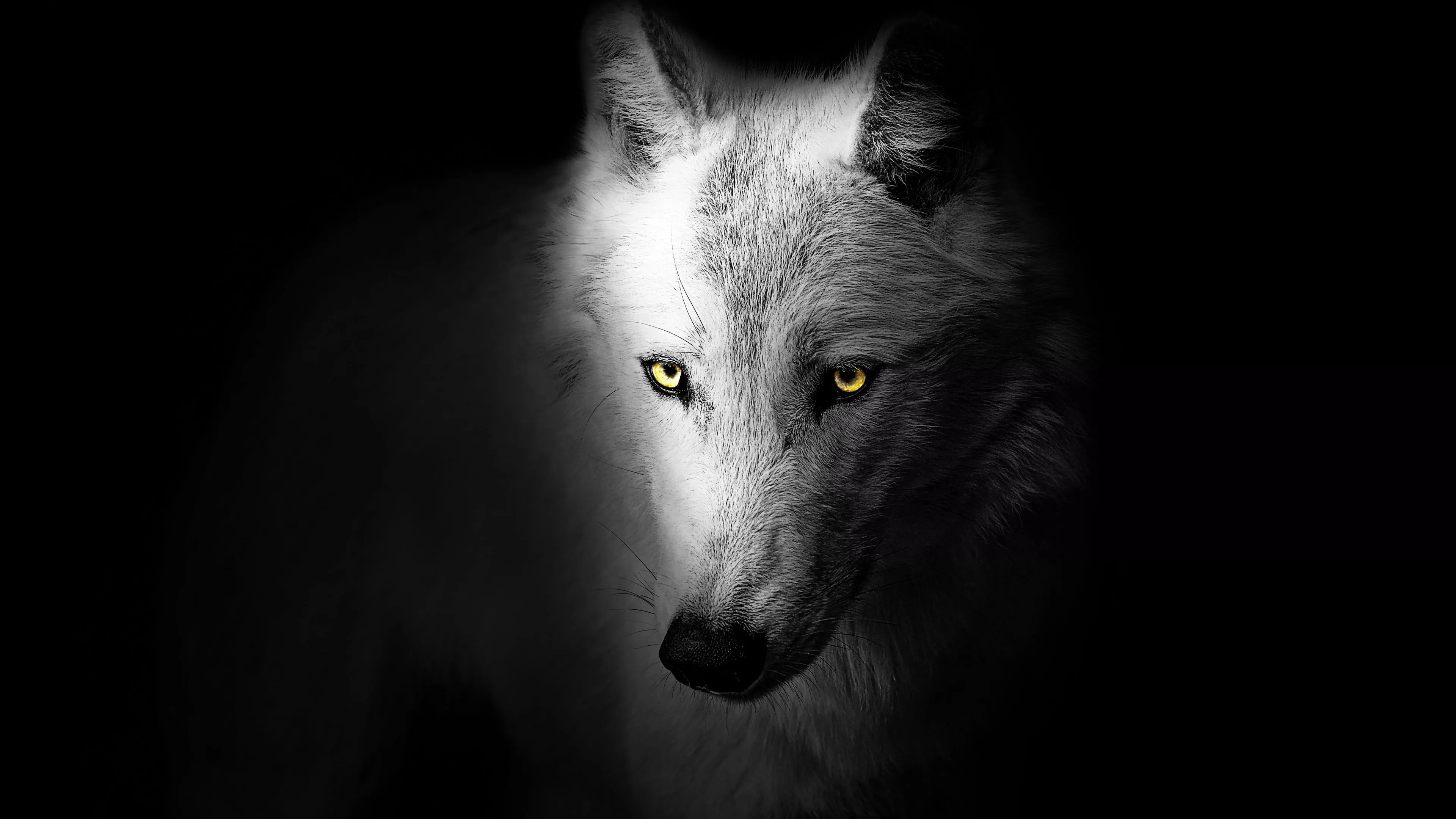 Wolf Wallpaper 4K, Black background