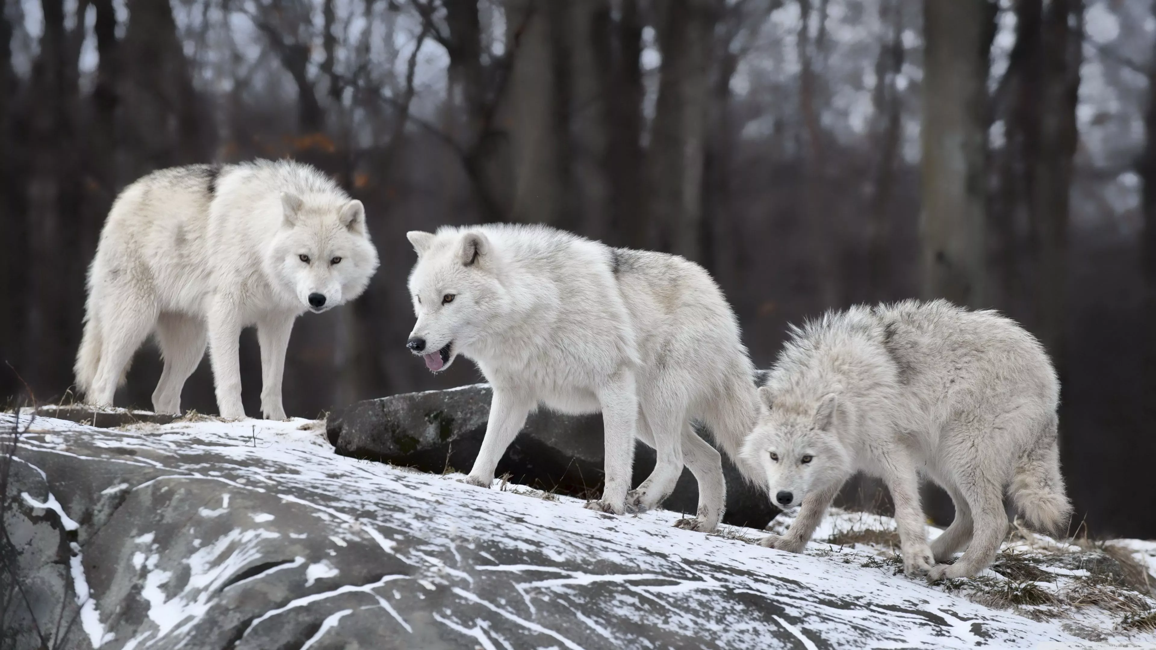 Arctic Wolf Wallpaper