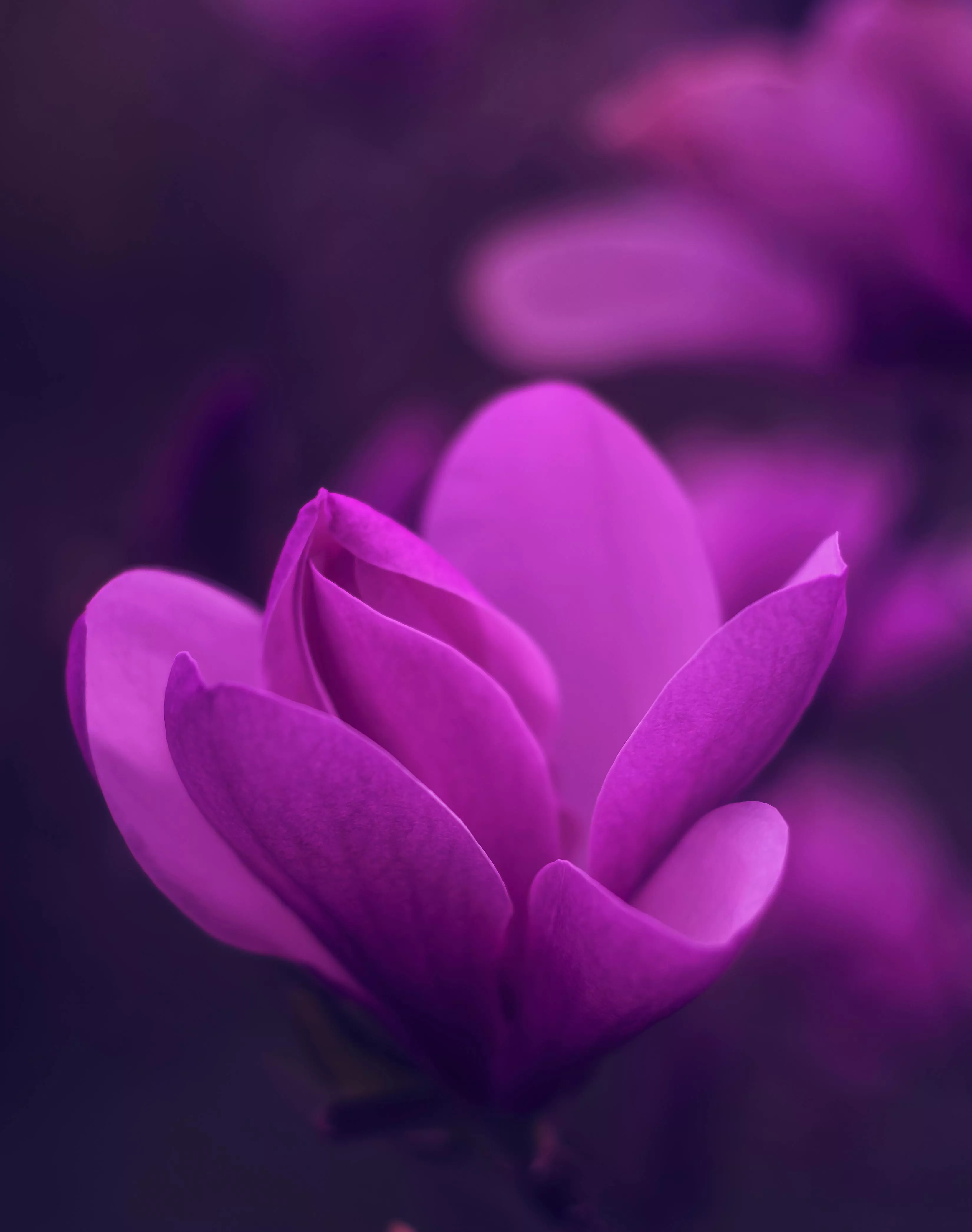 Purple Wallpaper Photo, Download