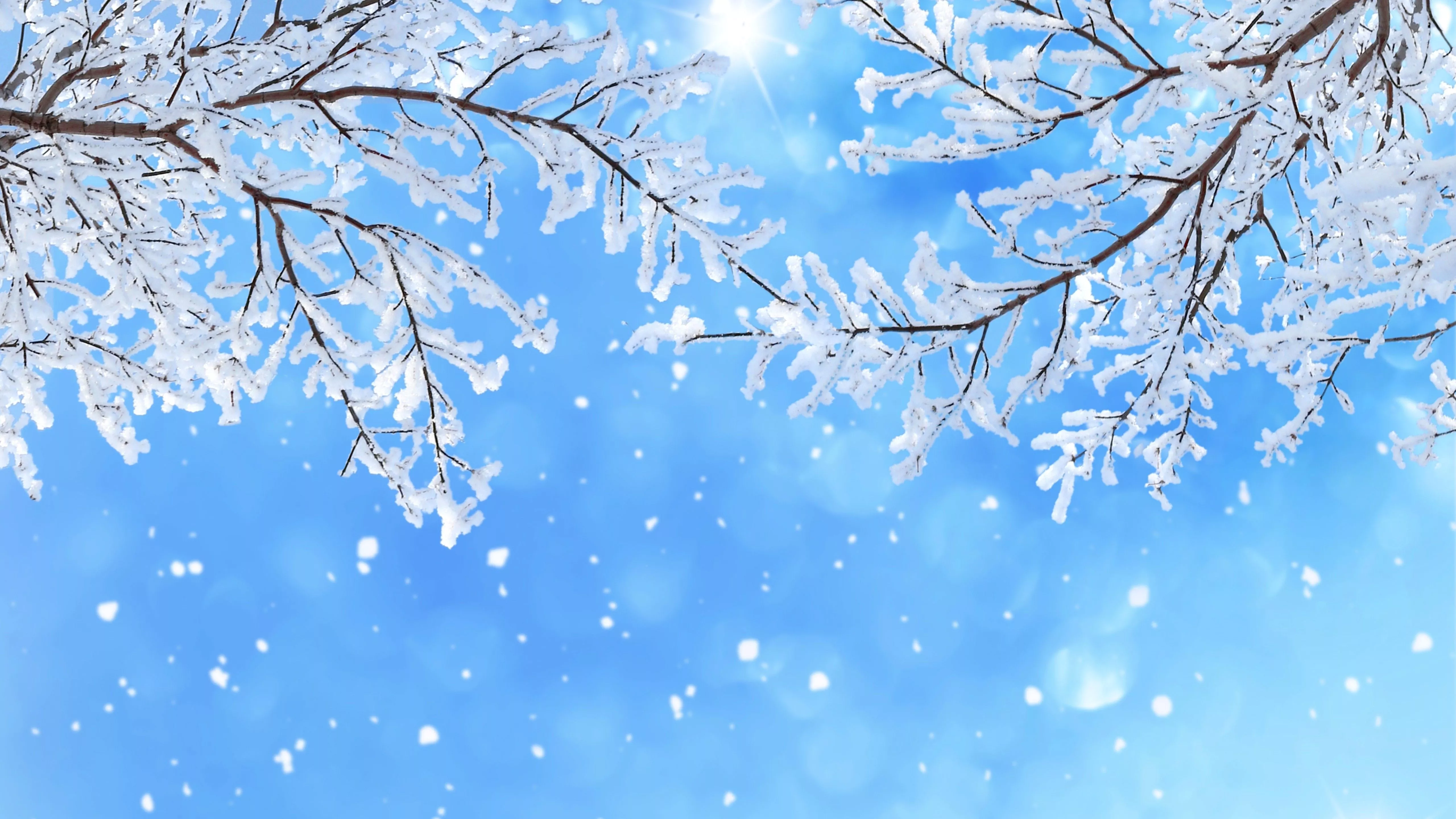 Snowflake Branch In Snowfall 4K 5K HD