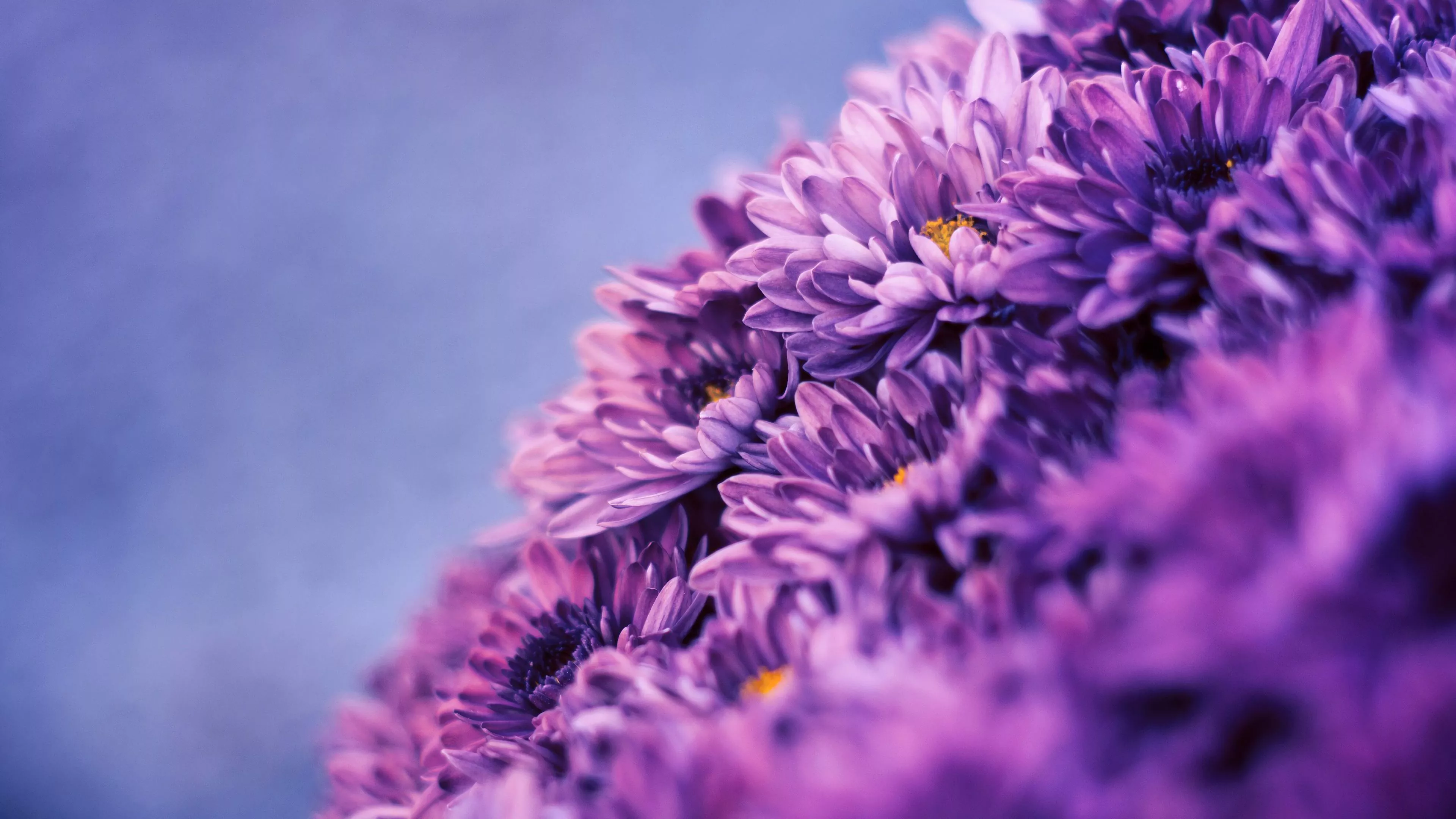Purple Flower Nature 4K Wallpaper