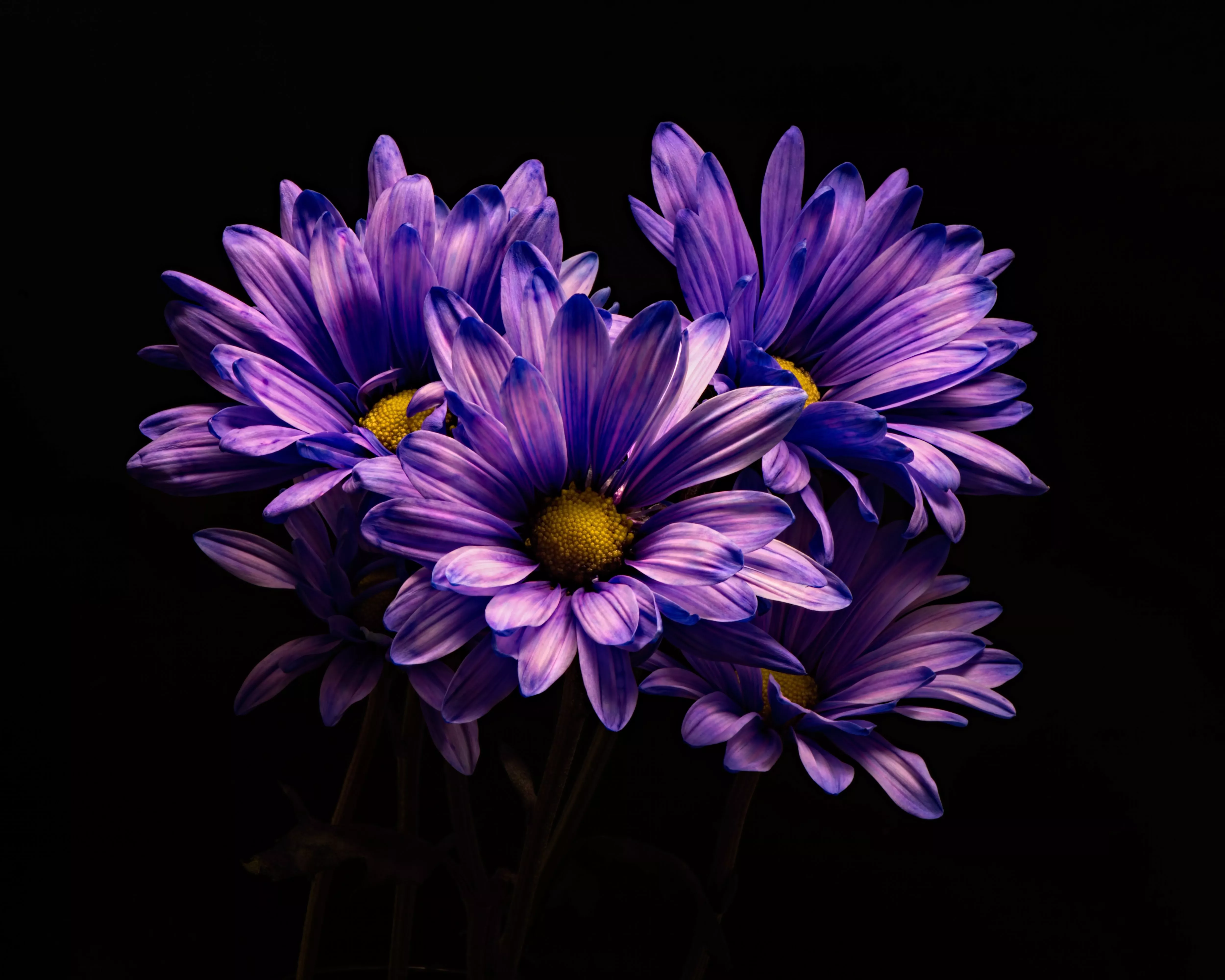 Purple Flower Nature Chrysanthemum 4k