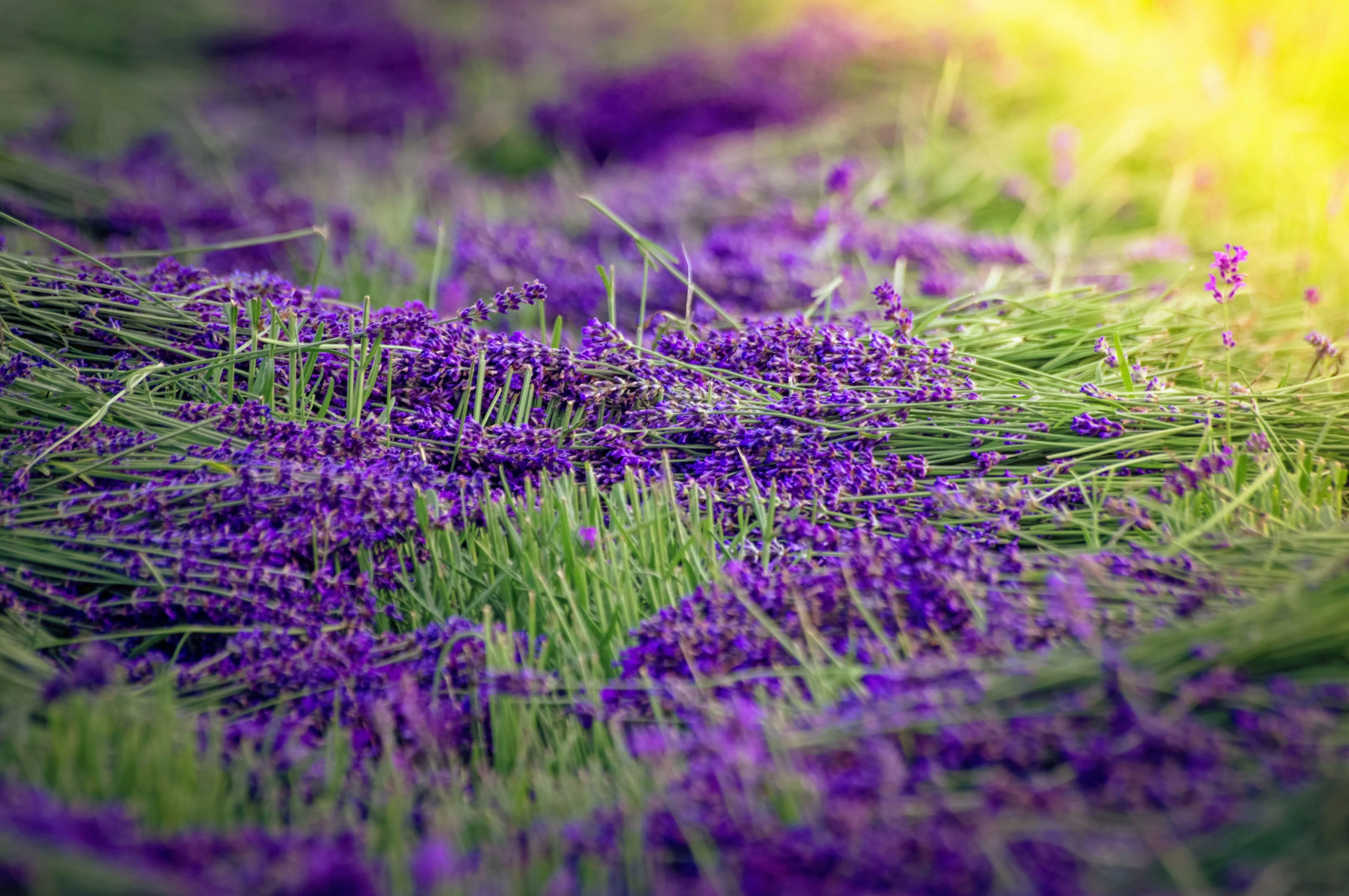 Grass Blur Lavender 4k Ultra HD Wallpaper