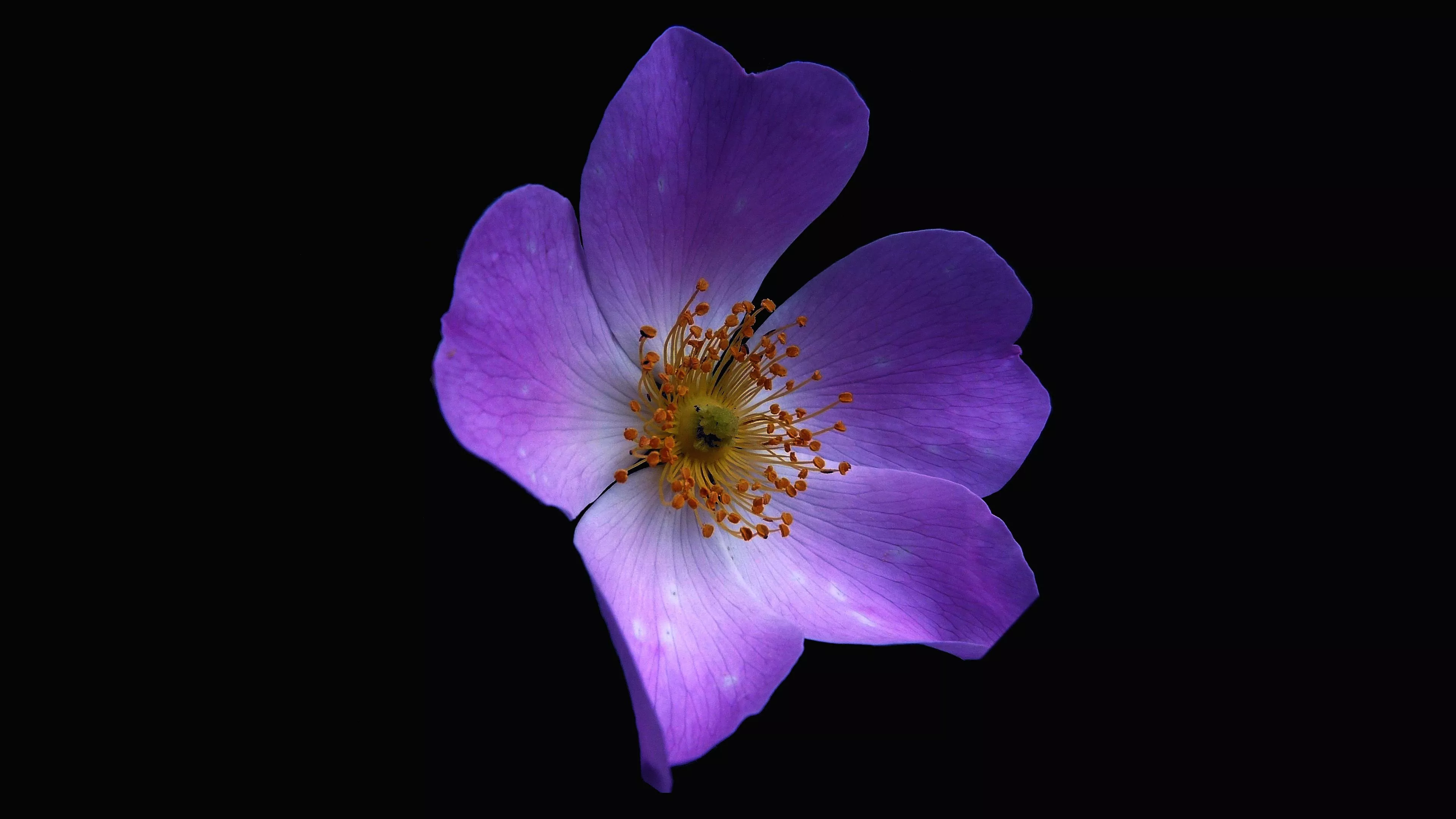 Macro Flower Dark Purple Nature