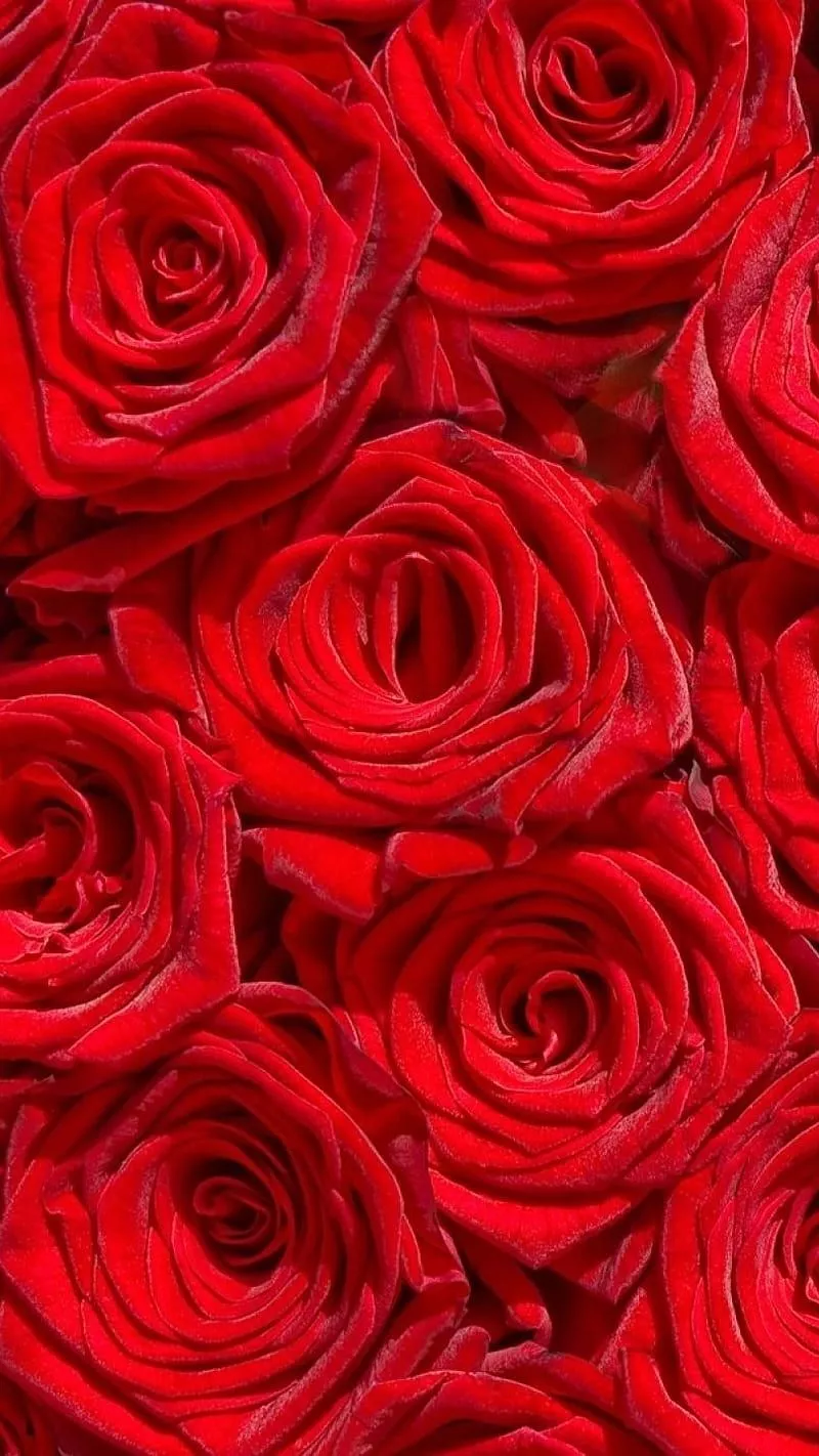red roses, HD phone wallpaper
