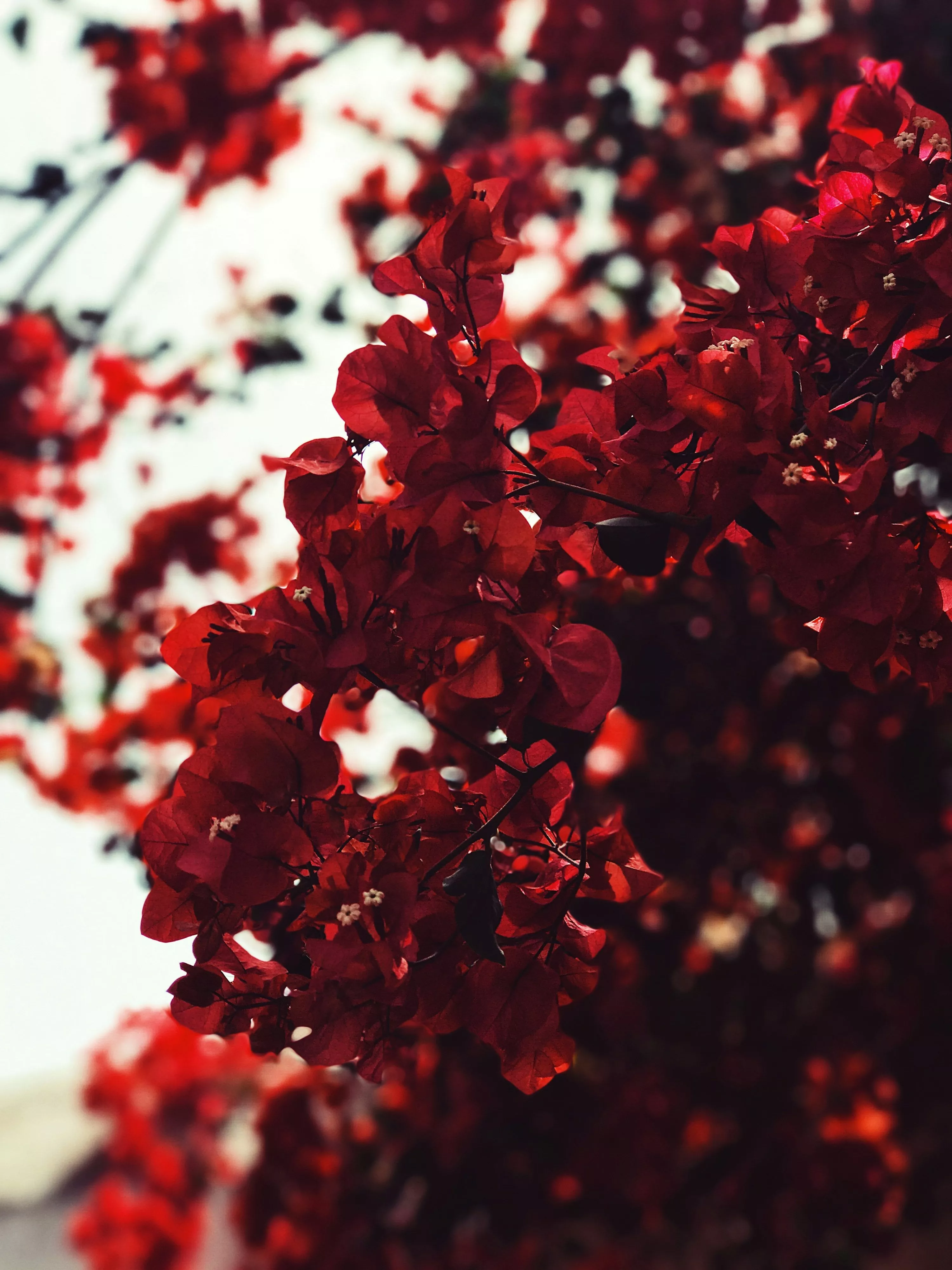 Red Flowers Picture. Download