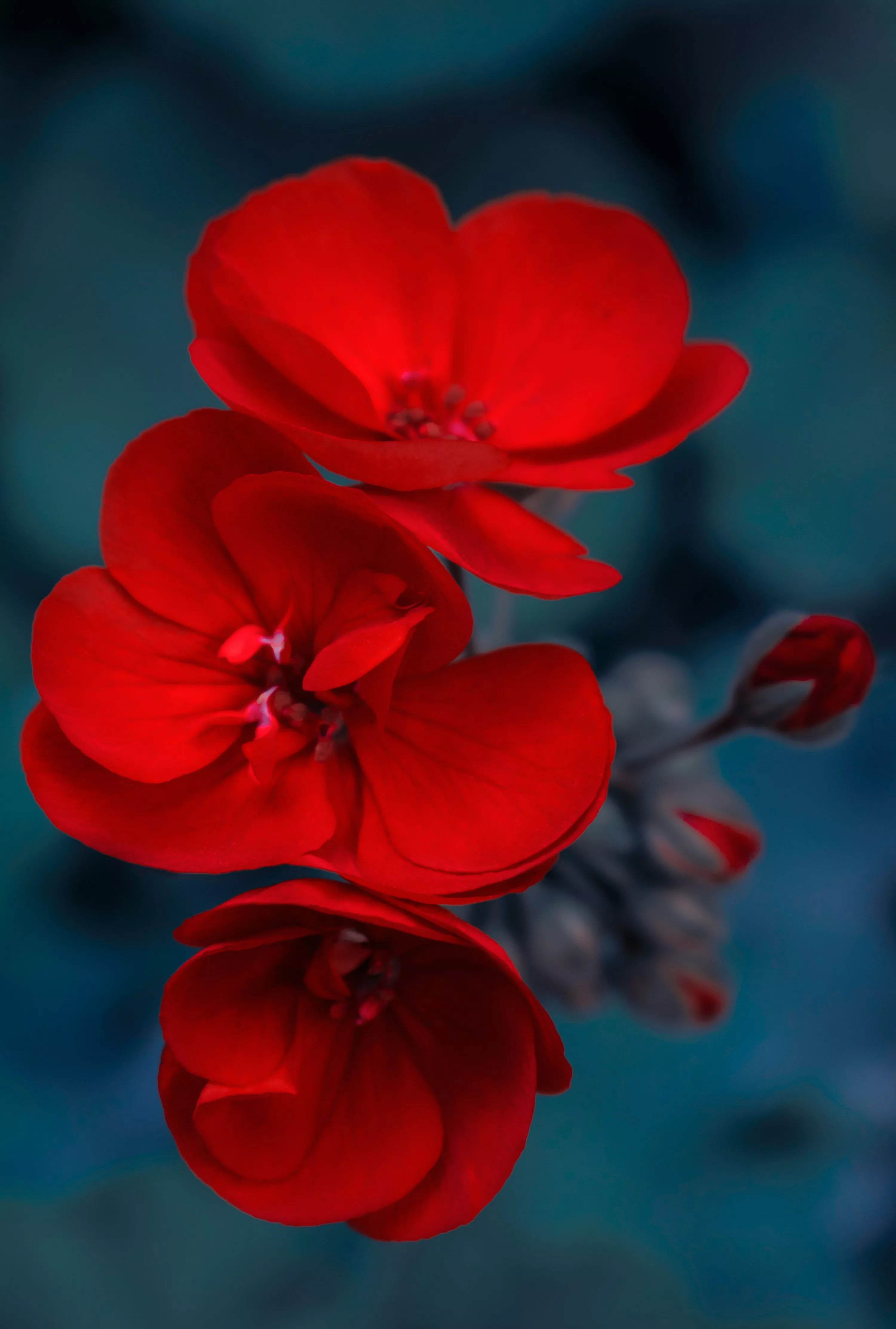 Flowers Red Picture. Download Free