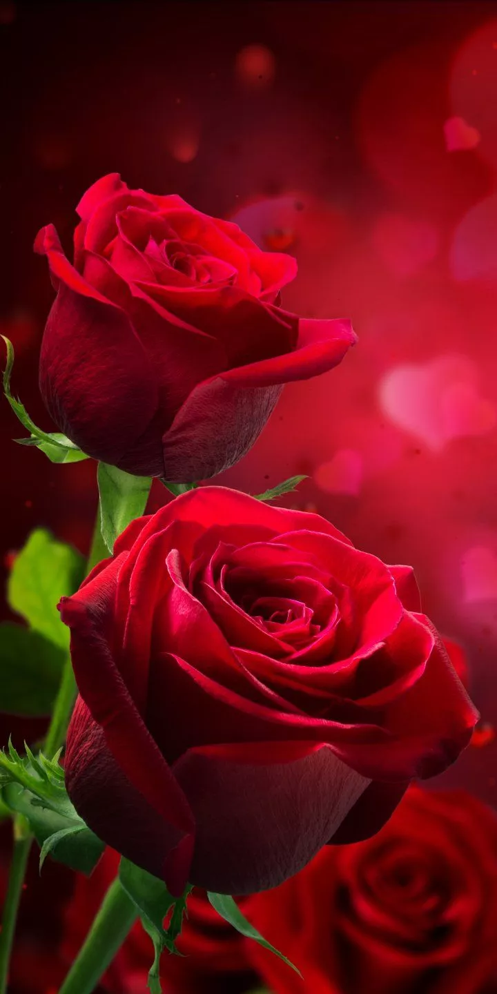 Download Red Rose Red Flower Bokeh