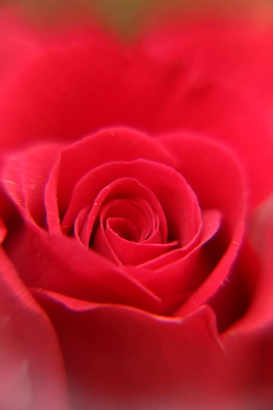 HD wallpaper: red, rose, flower, petals