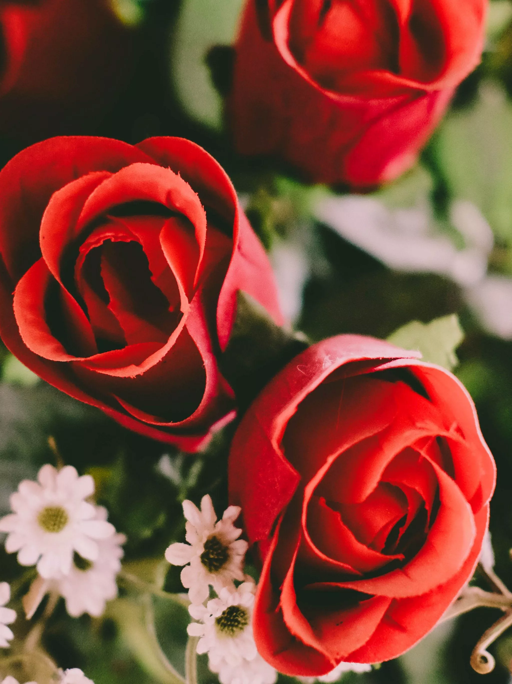Red Roses Wallpaper, Android