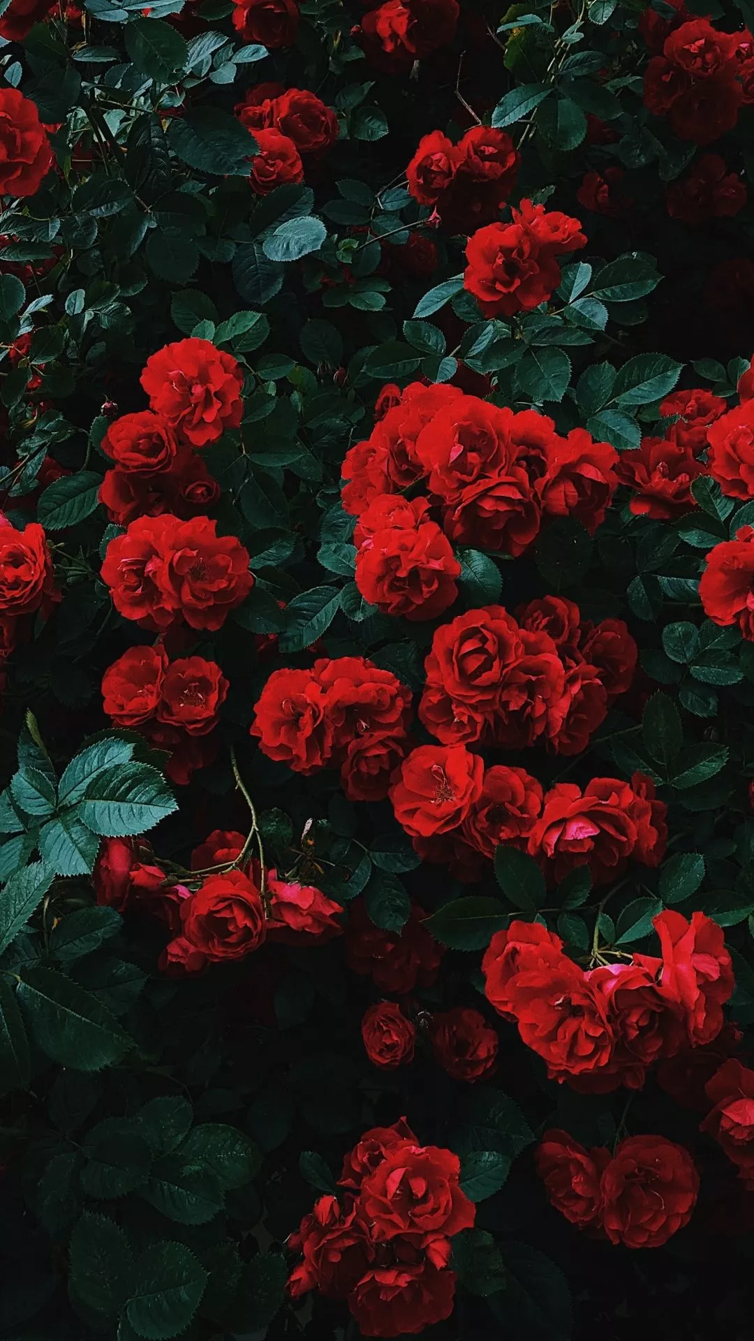 Garden roses Wallpaper 4K, Hybrid roses