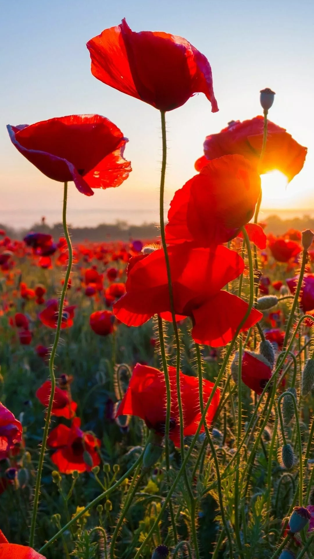 Poppy Flower Wallpaper
