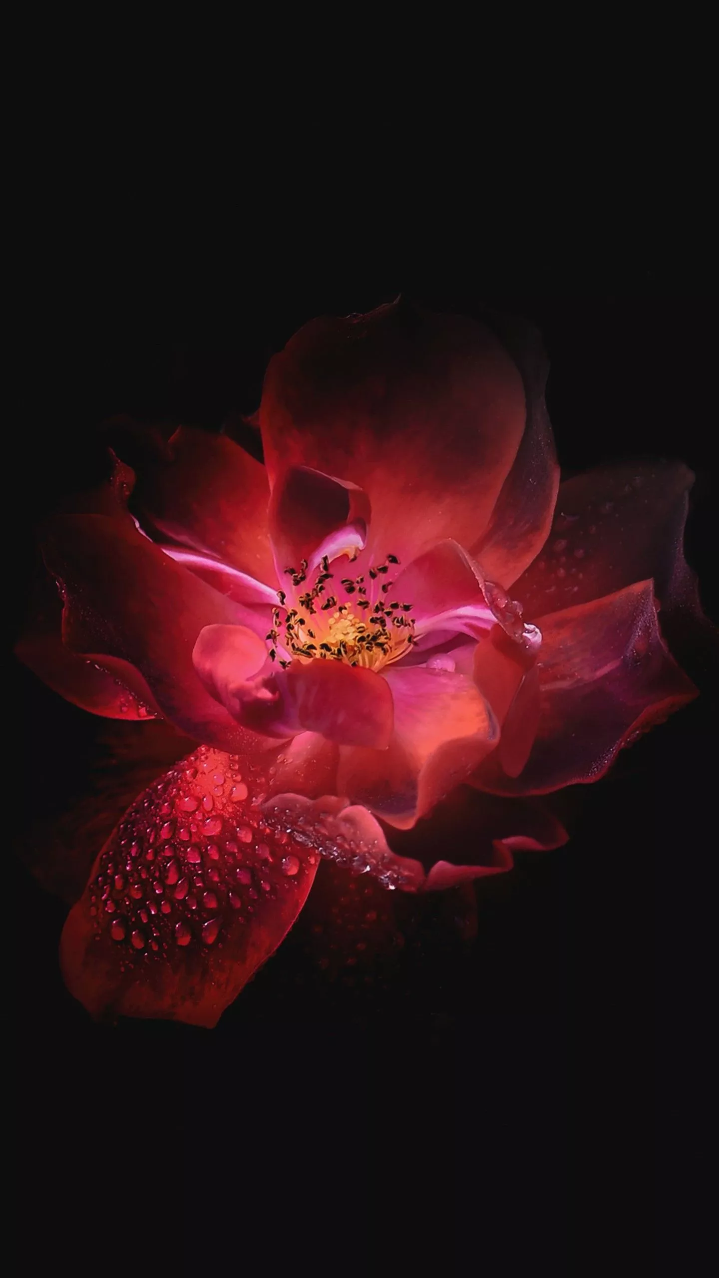 Red Flower Wallpaper. HD Wallpaper