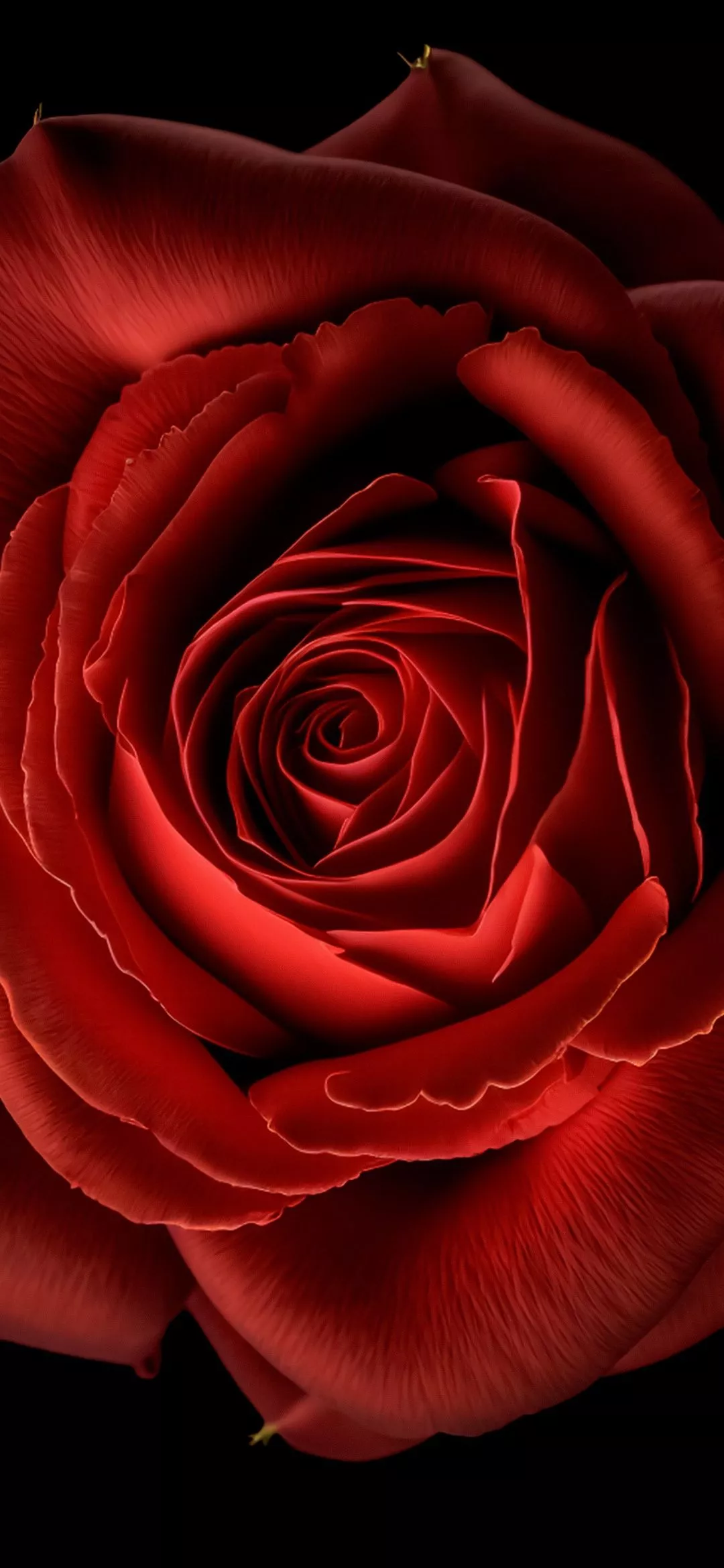 Red Rose Wallpaper 4K, Red flower