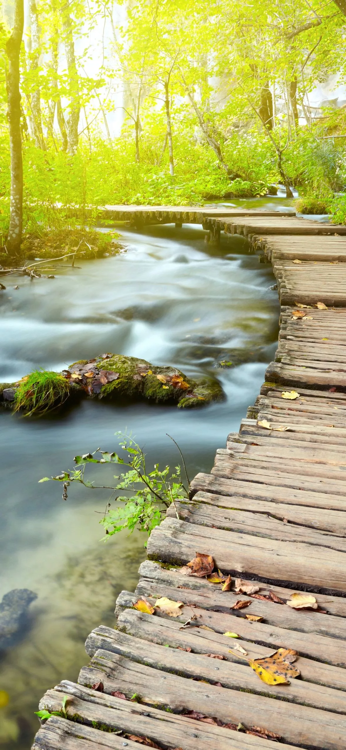 Wooden pier Wallpaper 4K, Forest, Green