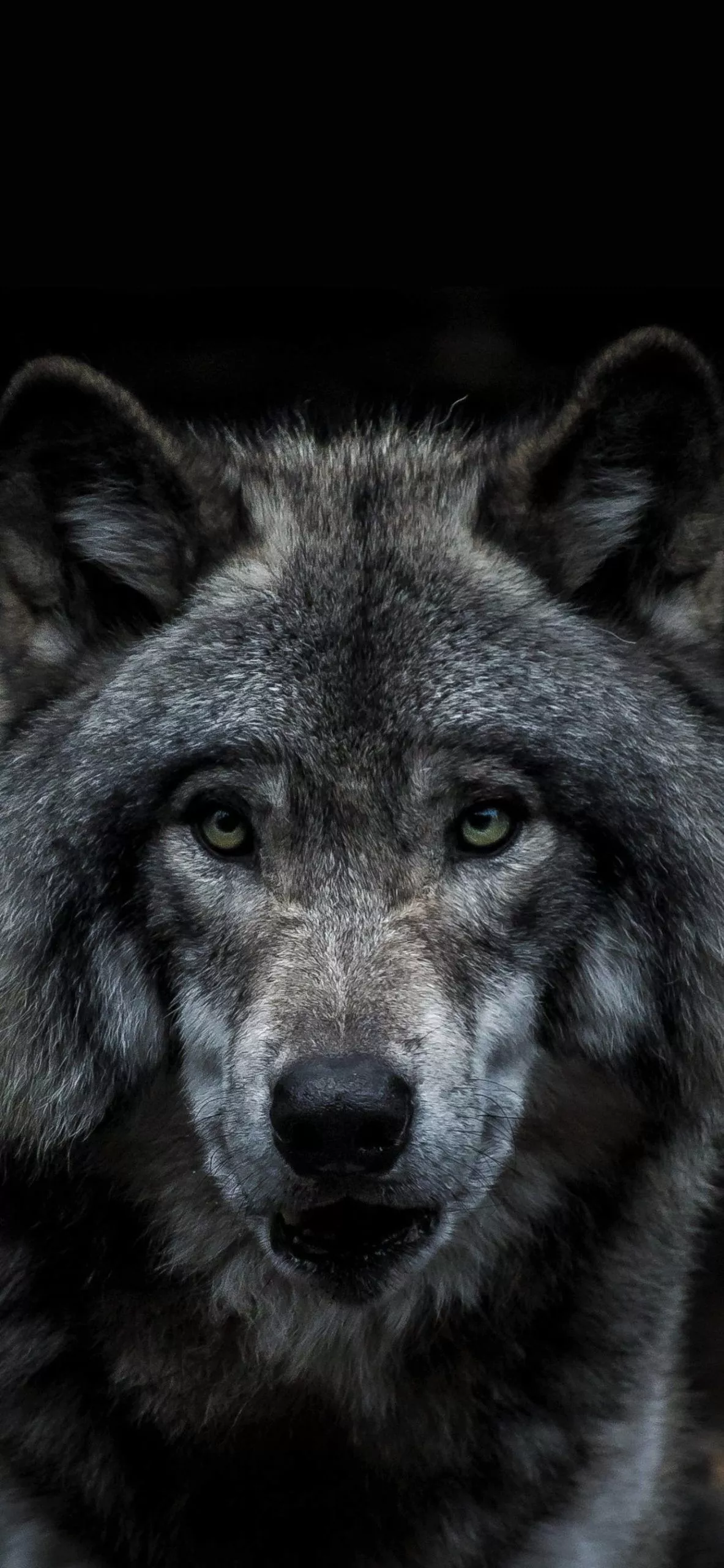 iPhone Wallpaper Wolf