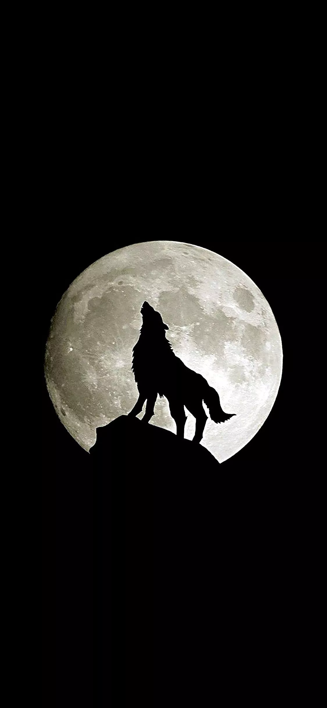 Wolf Howl Animal Dark Minimal Nature