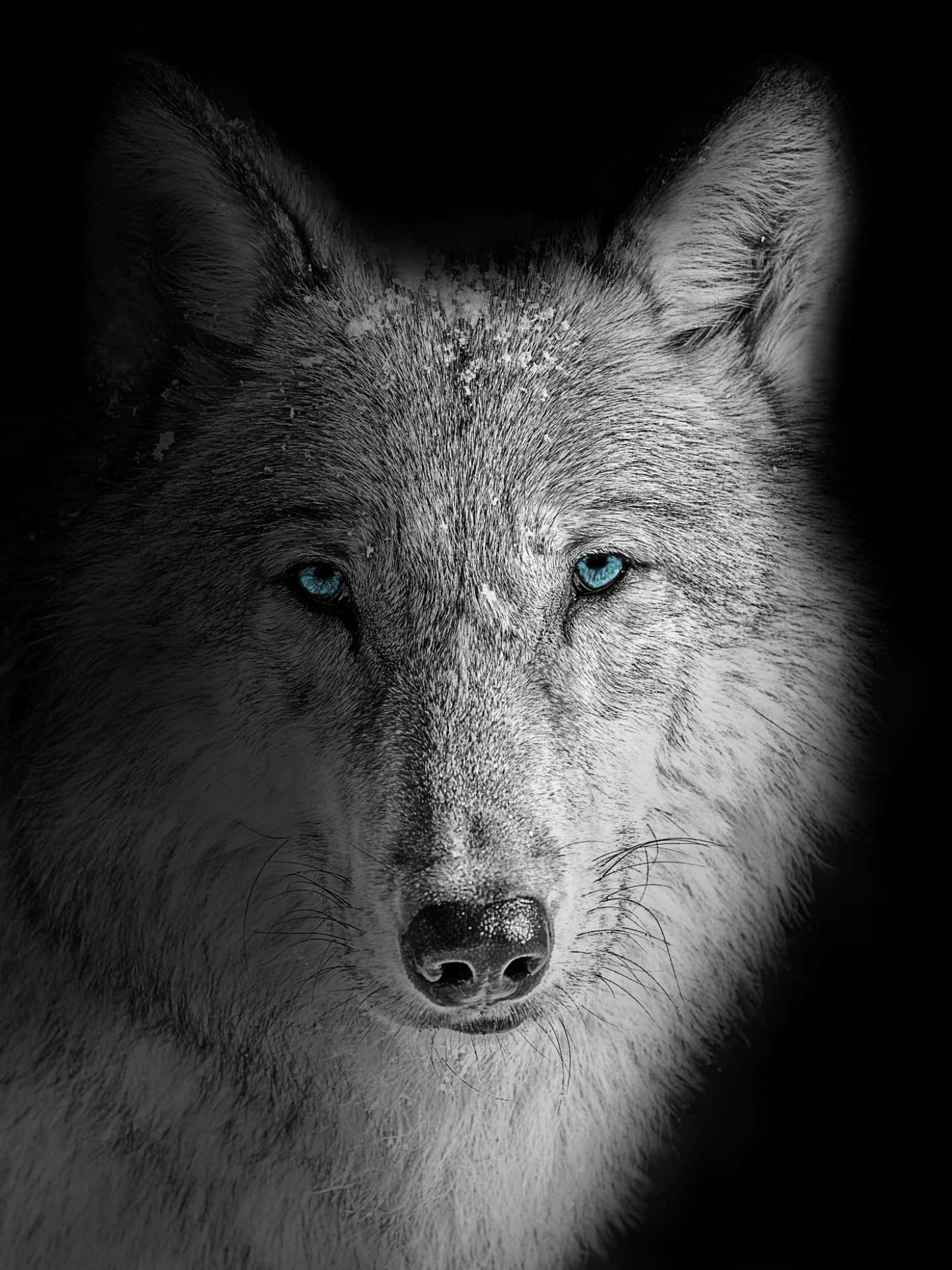 Download A powerful wolf stands in a