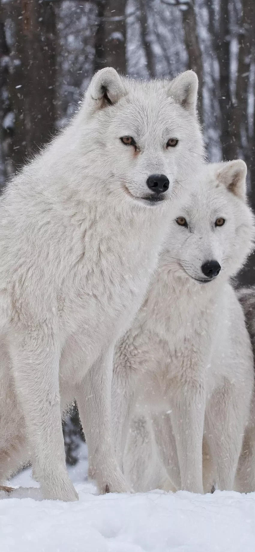 Wolf Pack Howls for iPhone 12 Pro, wolf