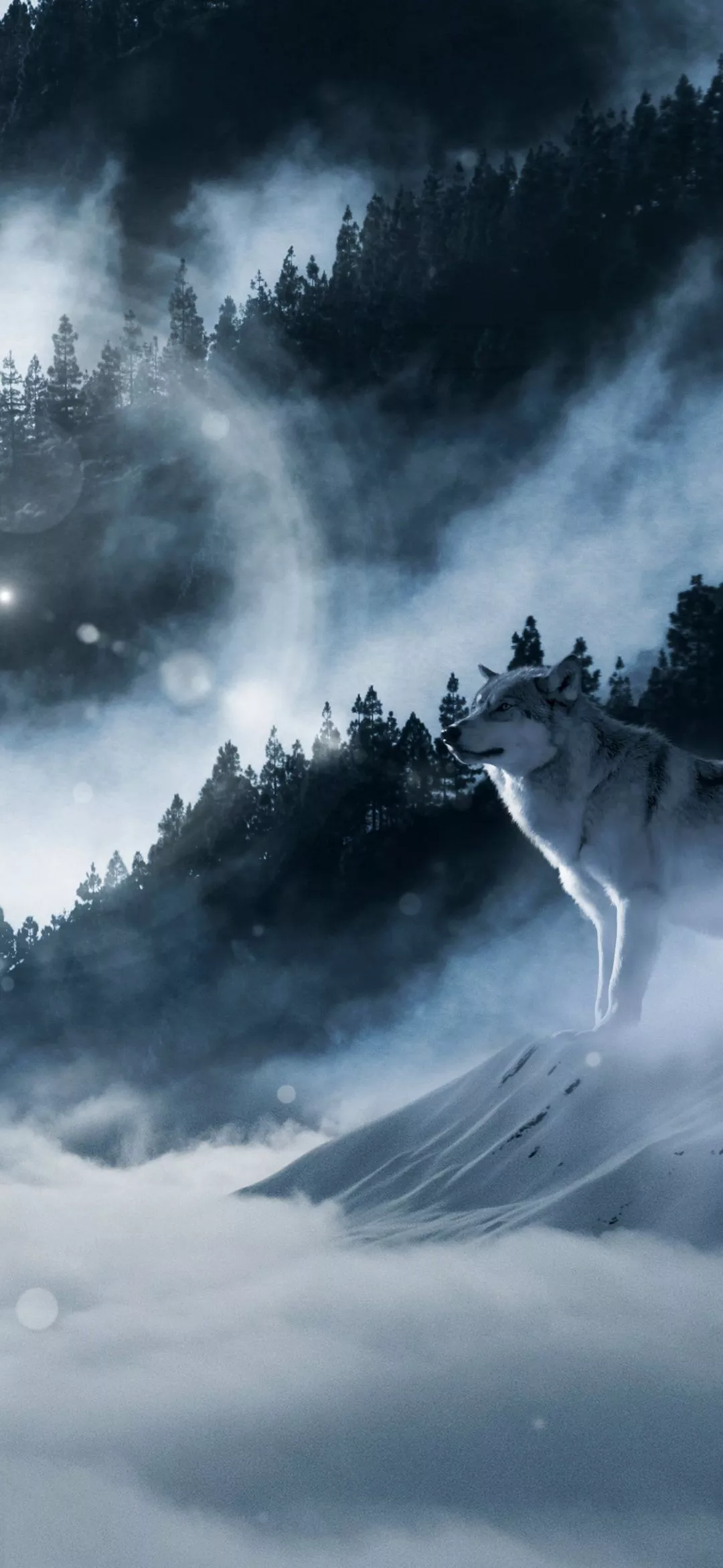 Arctic wolf Wallpaper 4K, Winter, White